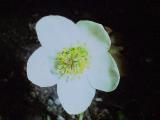 rrcPICT02699indexhelleborusniger10468christmasroseinrochesterfoord