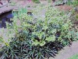 rrcPICT02702indexhelleborusfoetidussetterwortingardenfoord