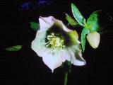 rrcPICT02705indexhelleborusorientalisapr70foord