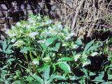 rrcPICT02714indexhelleborusorientalislentenrosefoord