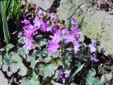 rrcPICT02746indexhepaticatriloba0486foord