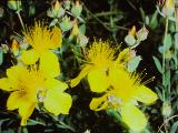rrcPICT02792indexhypericumpolphyllum0685foord