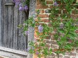 jIMG0007indexsolanumcrispumglasnevinsissinghurstgarnonswilliams