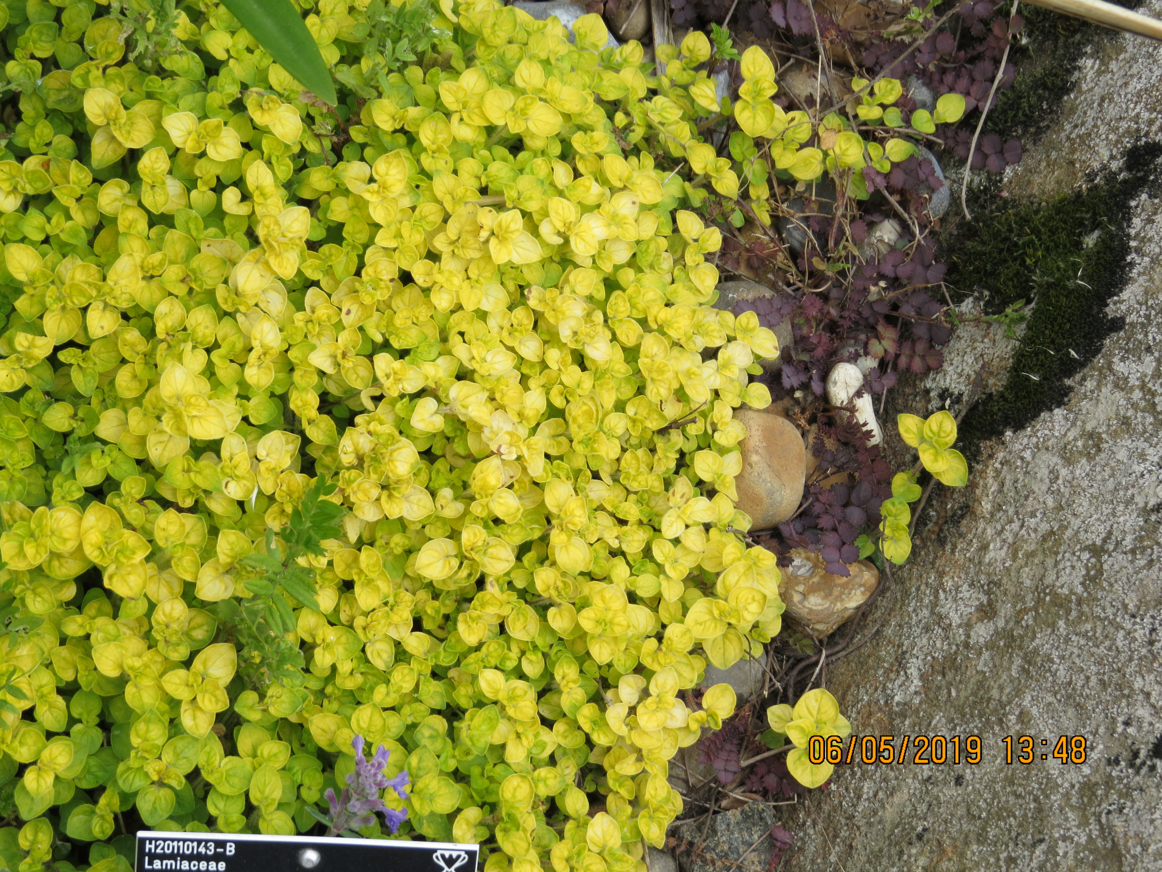 origanumvulgareaureumIMG0089