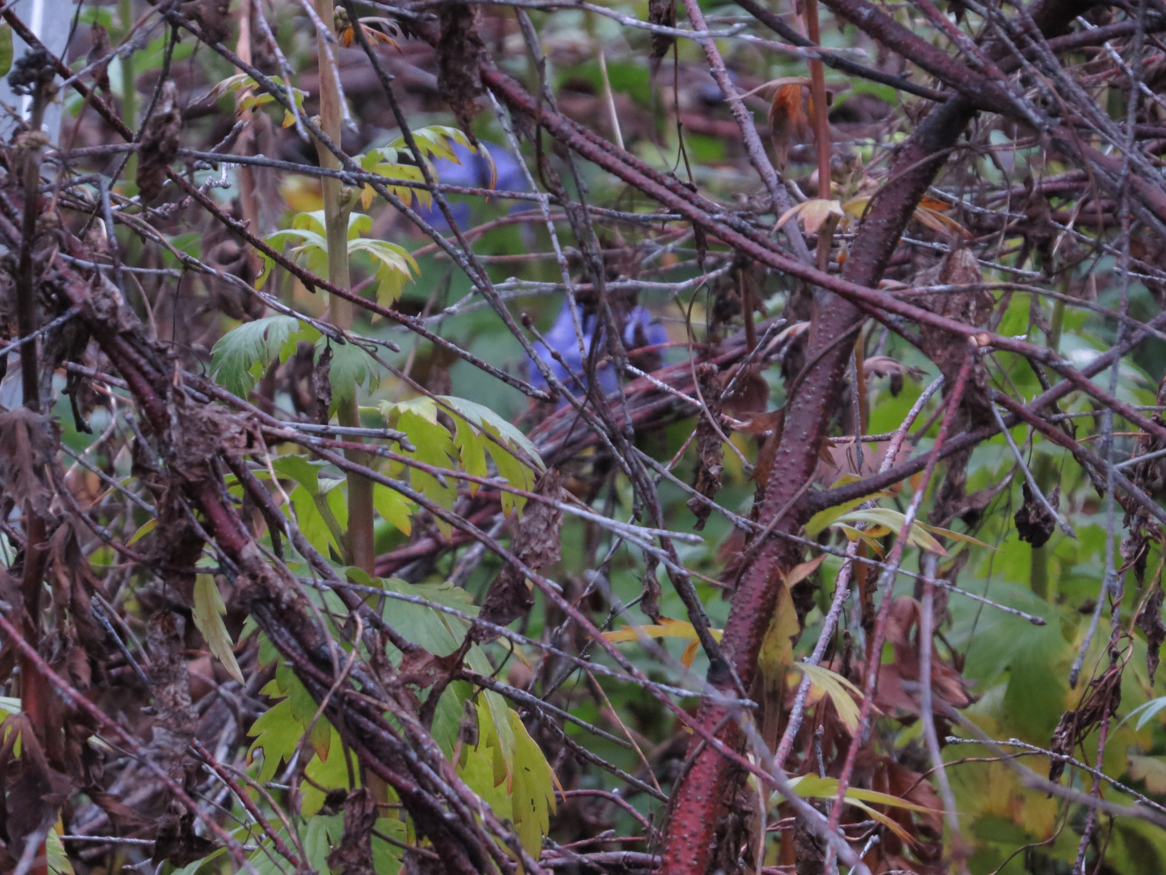 aconitumkelmscottwithitmissingblueflowersbelowplantsupportstructureIMG1975