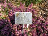 nameiswrongcallunavulgariscorrieswhiteIMG4522a