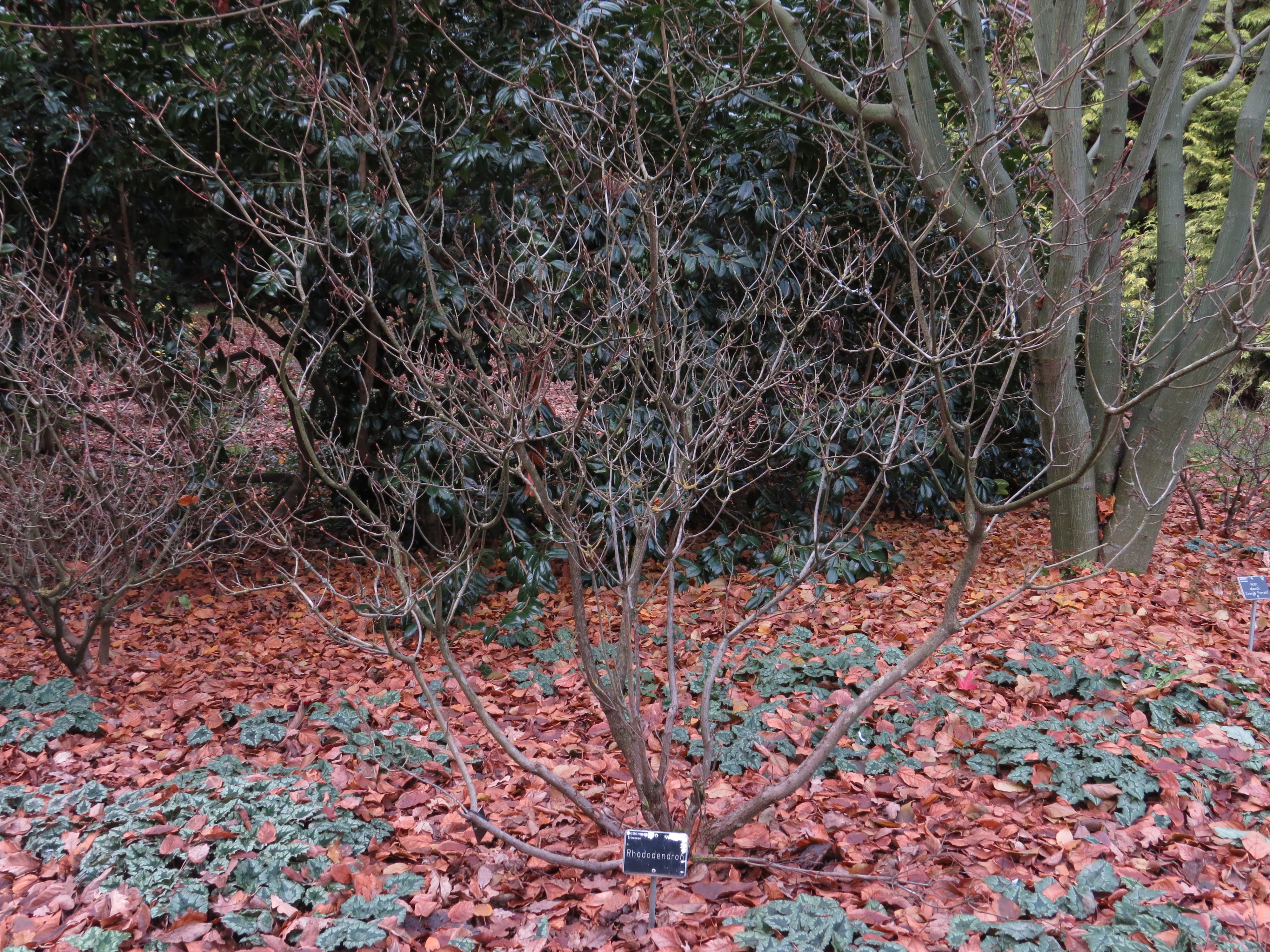 rhododendronlabelIMG2491