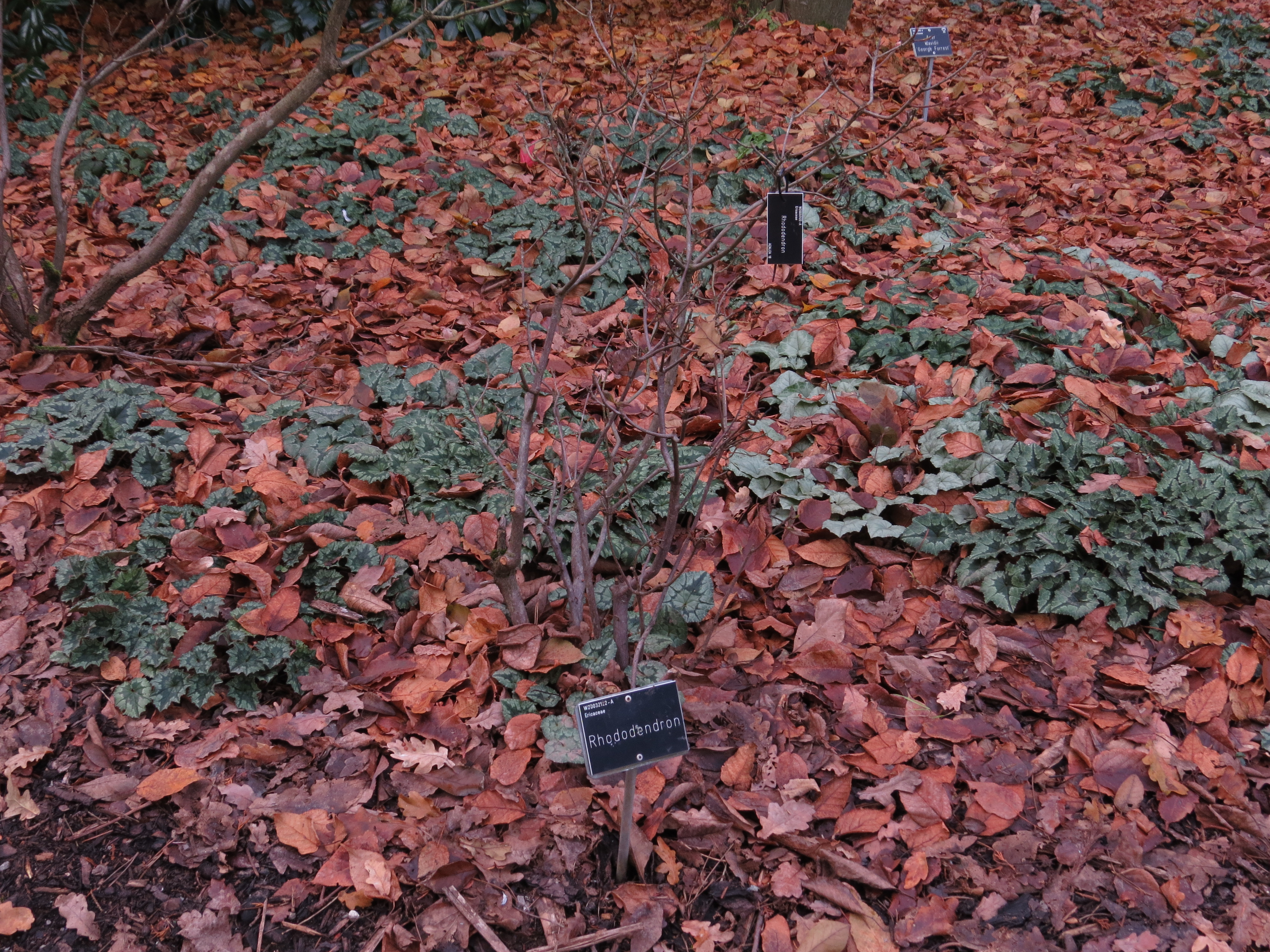 rhododendronlabelIMG2493