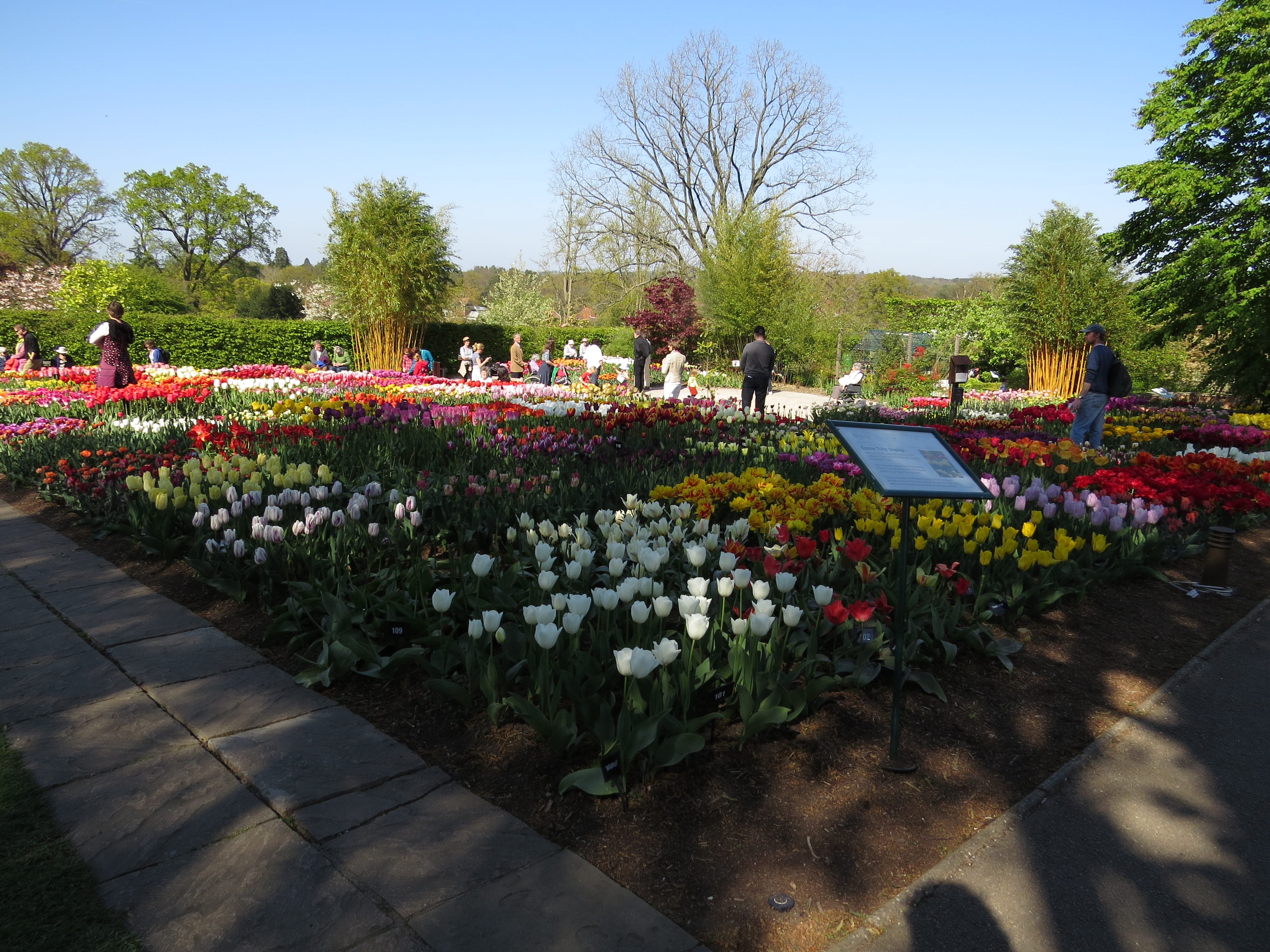 tulip2014problemtulipainvisiblelabelsIMG3666