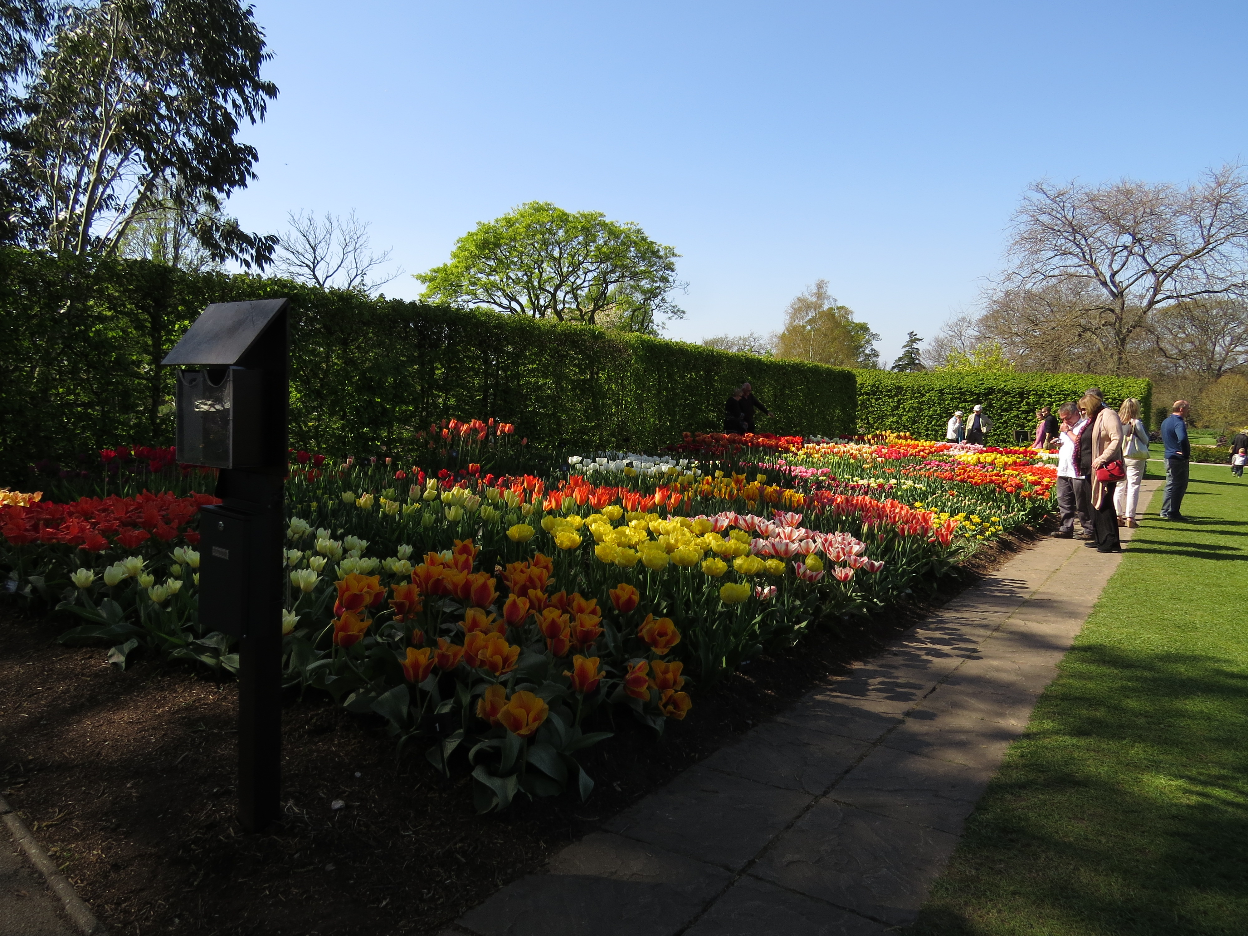 tulip2014problemtulipainvisiblelabelsIMG3667