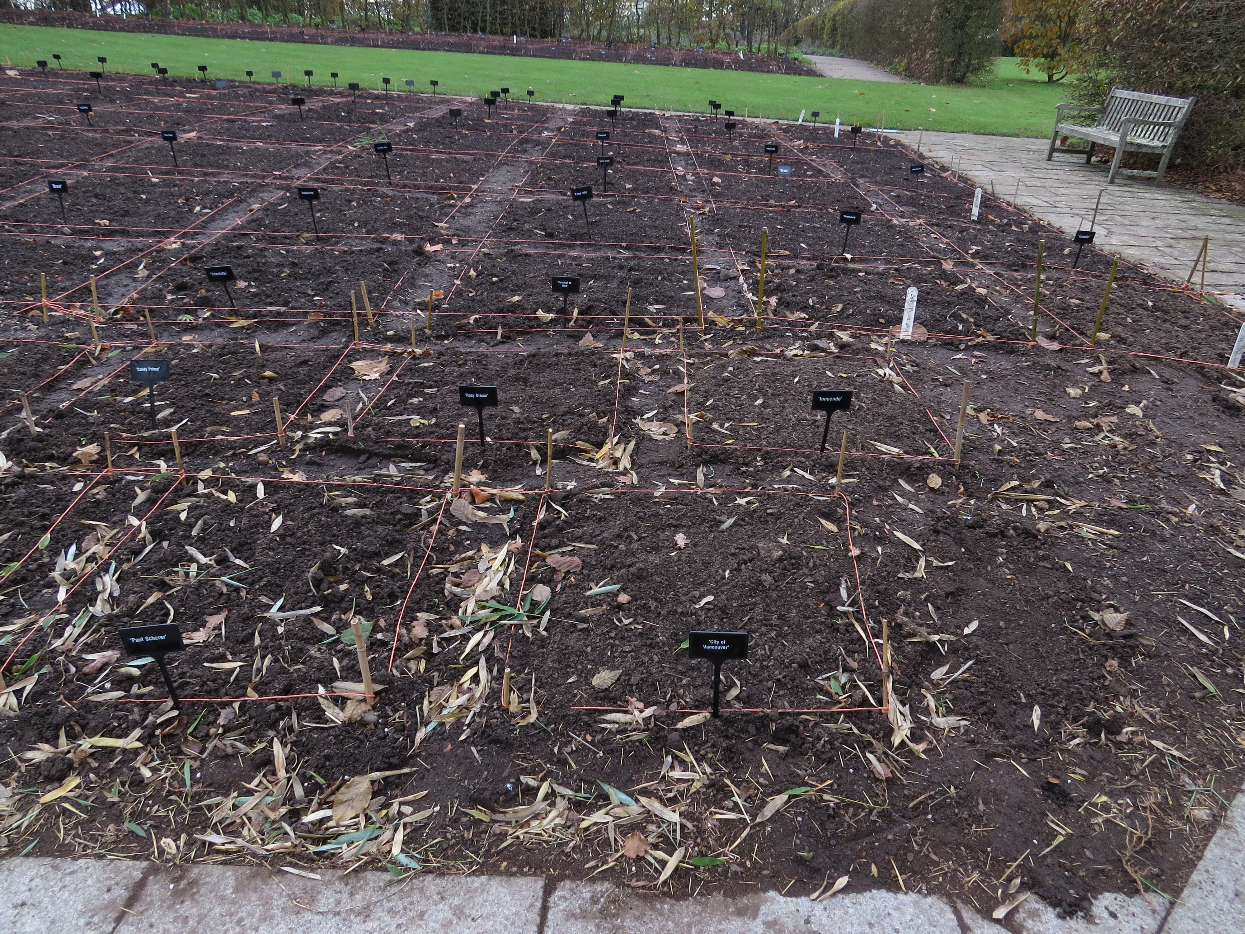 tuliptrialsbedIMG2464a