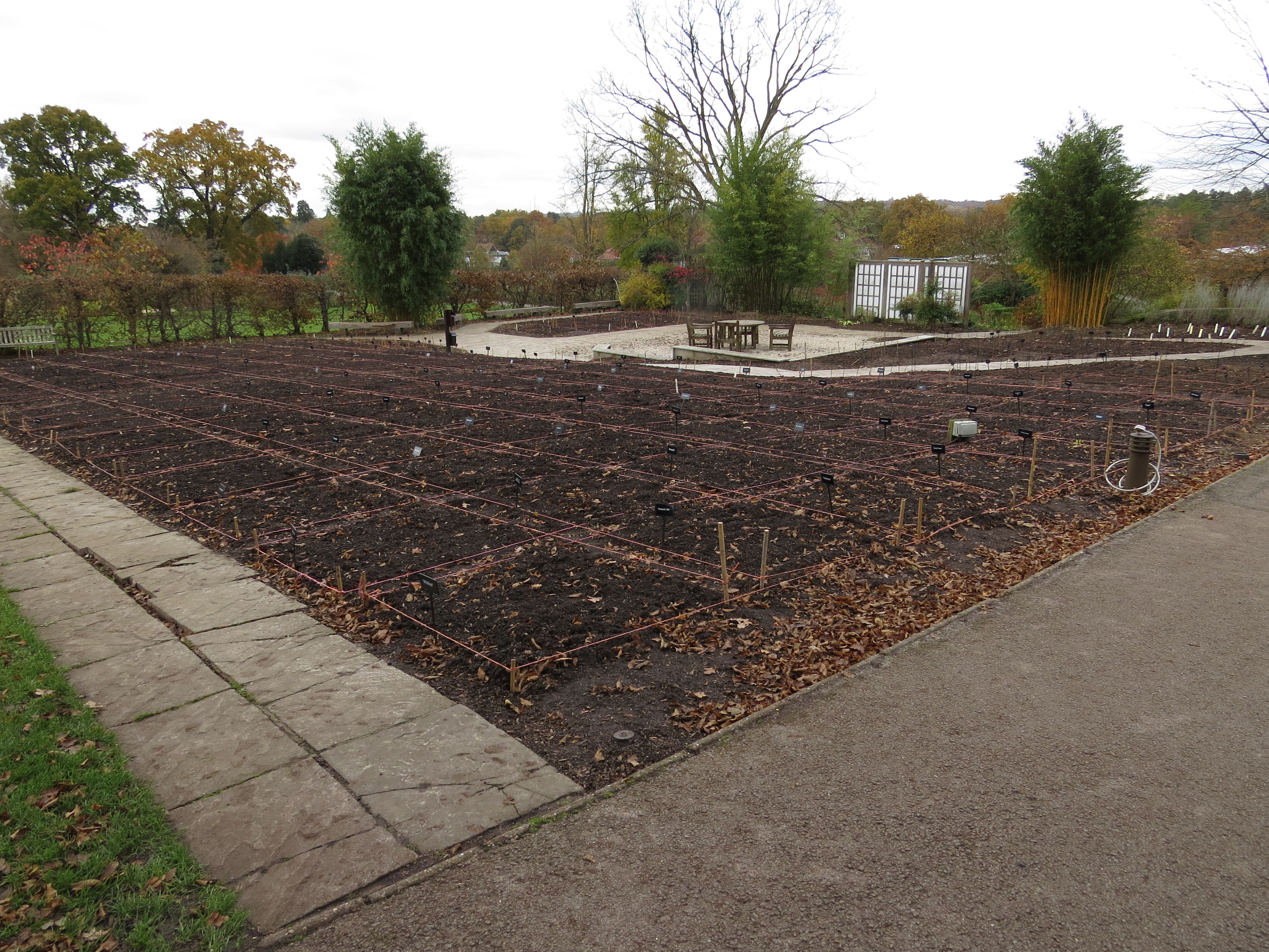 viewoftuliptrialsbedIMG2468