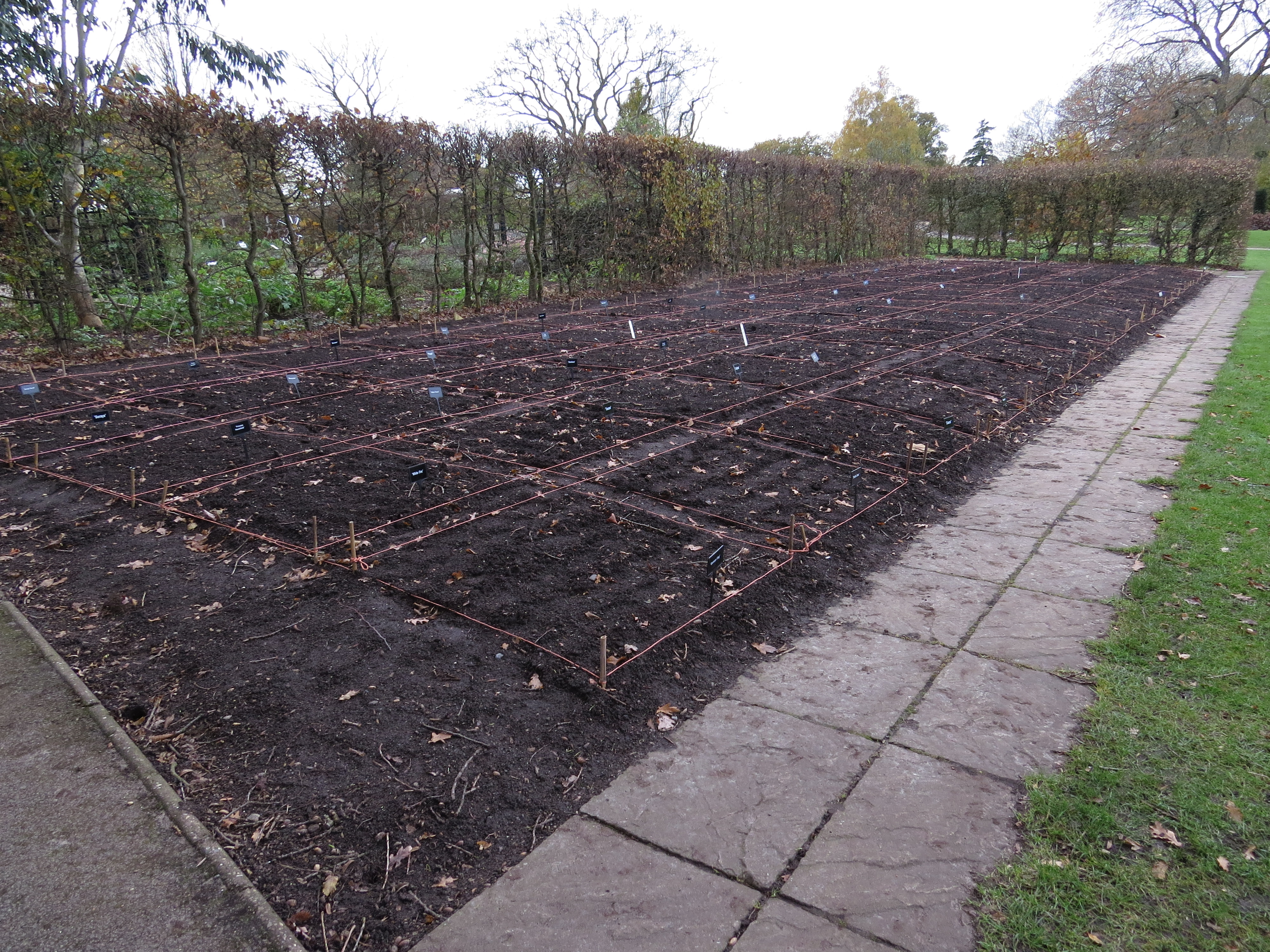 viewoftuliptrialsbedIMG2469