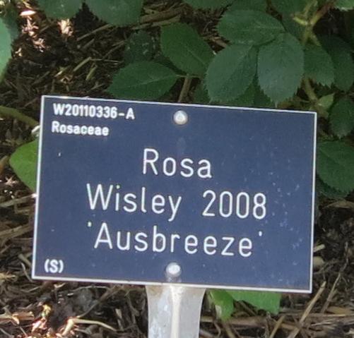 wisleywisley1a