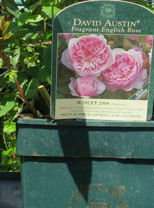 wisleywisley3