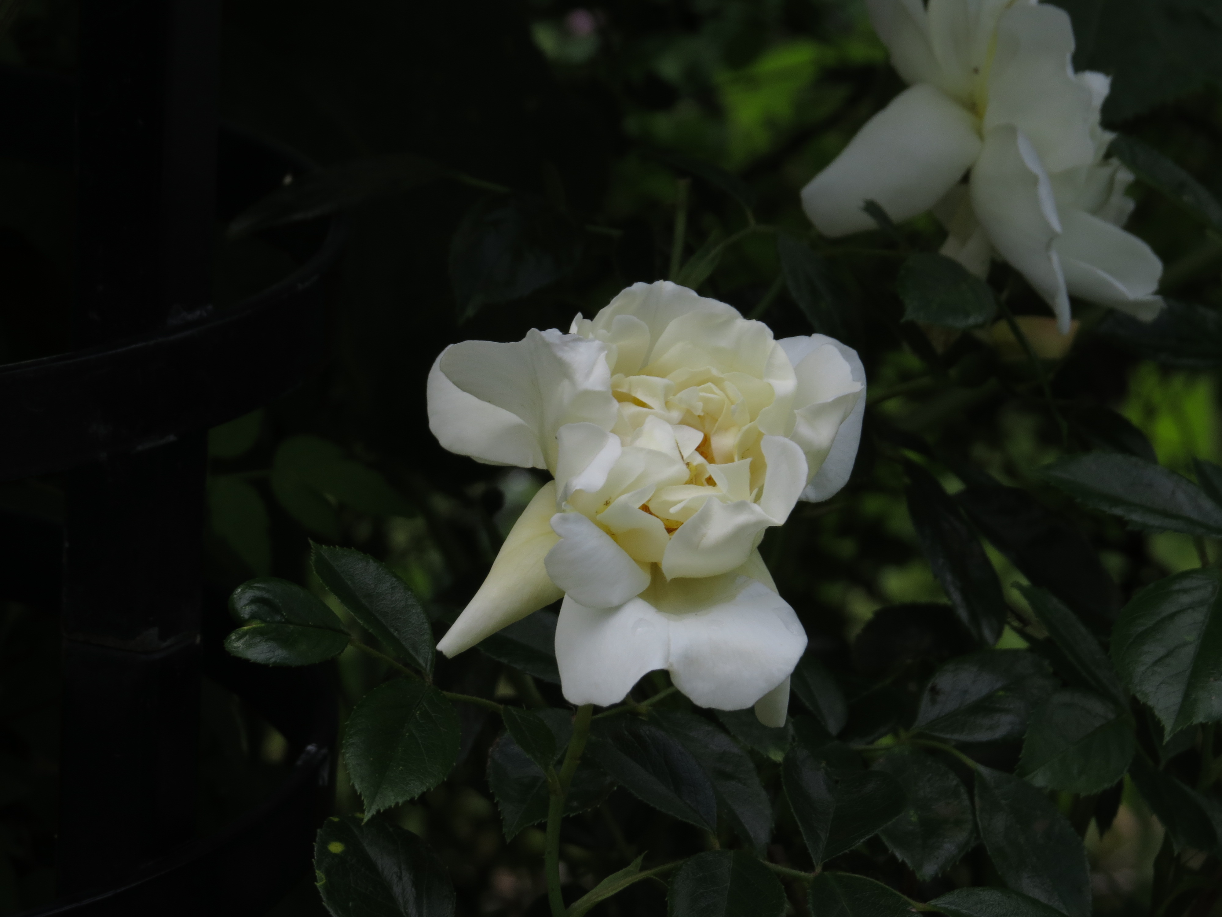 rosacityofyorkIMG3758
