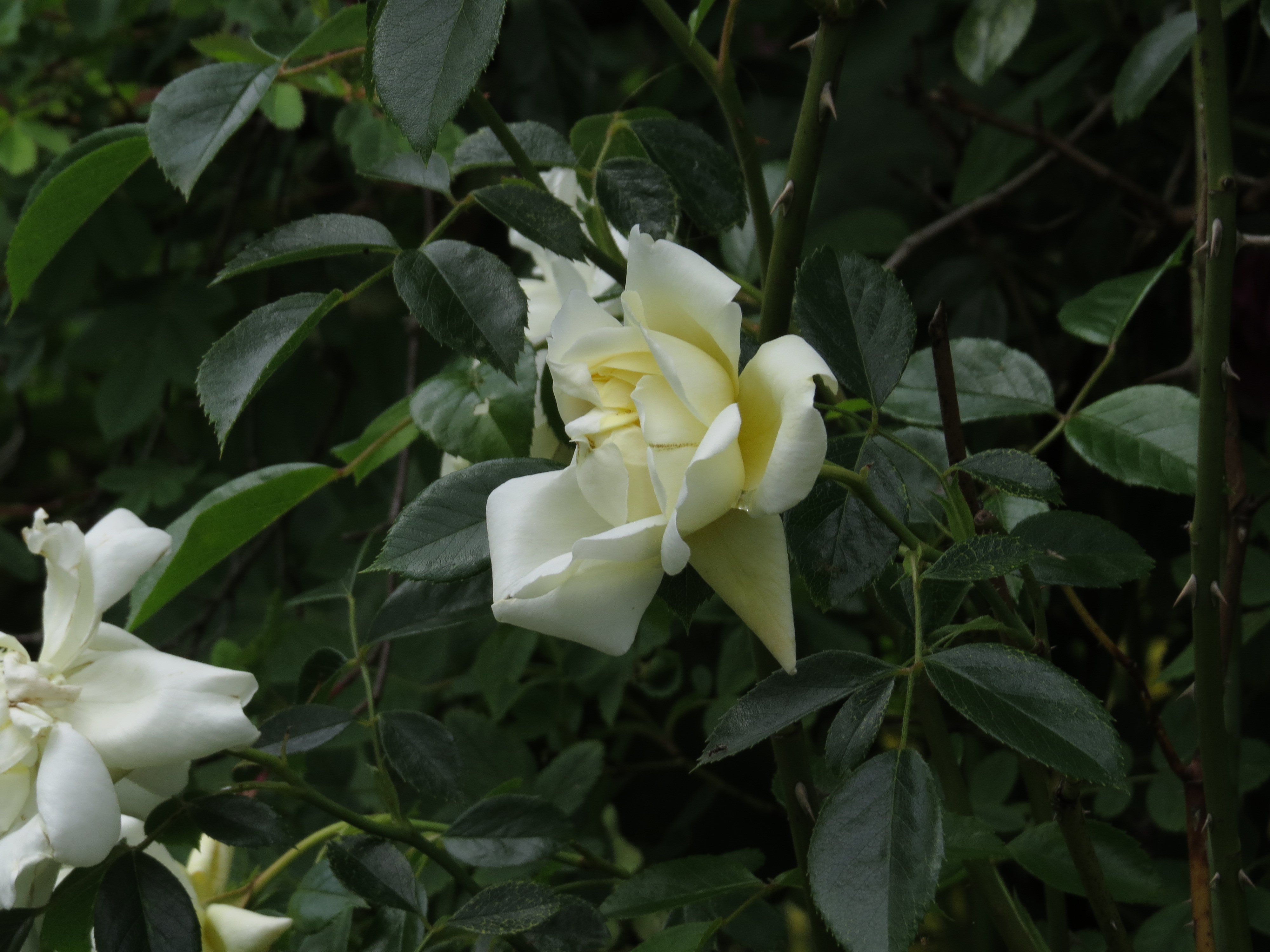 rosacityofyorkIMG3760