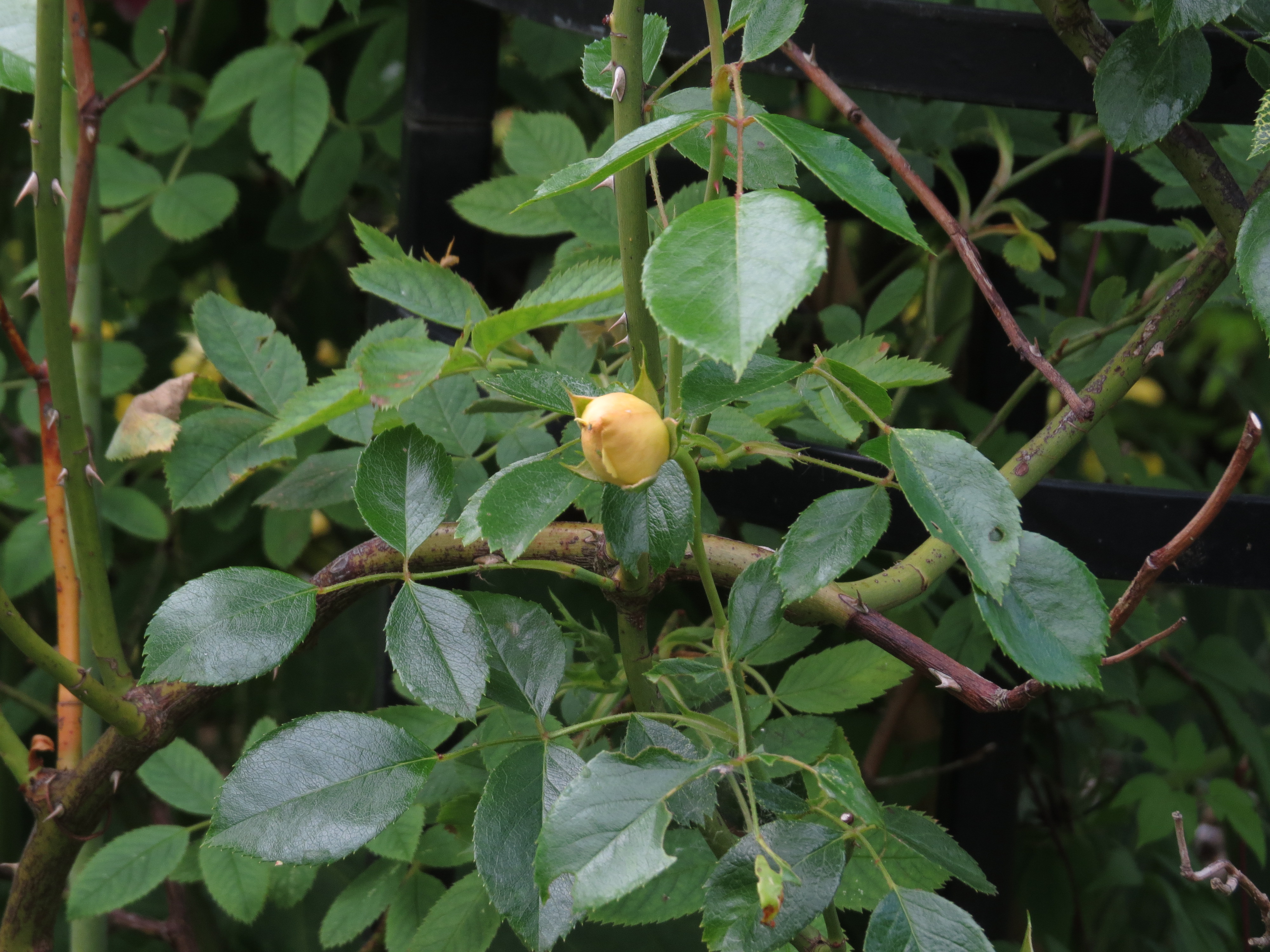 rosacityofyorkIMG3761