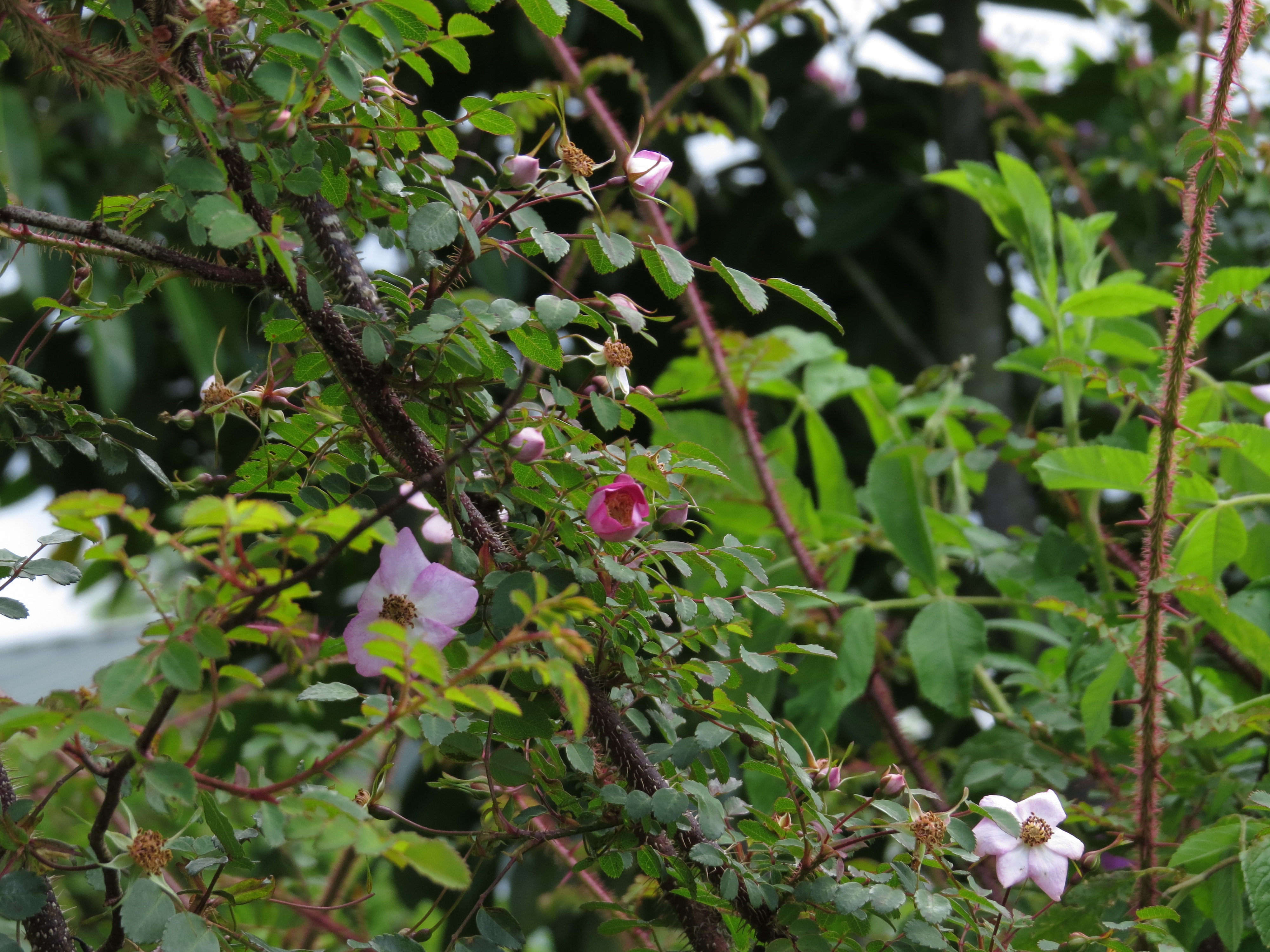 rosaelegantulapersotosathreepennybitroseIMG3775