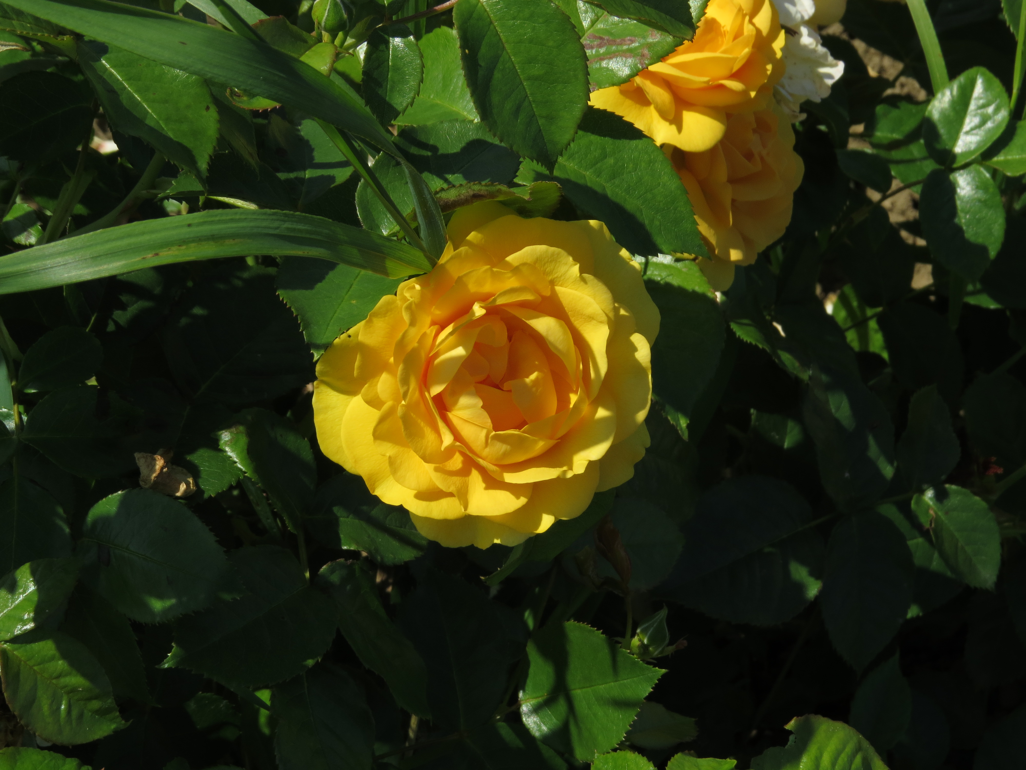 RosaabsolutelyfabulousIMG7960