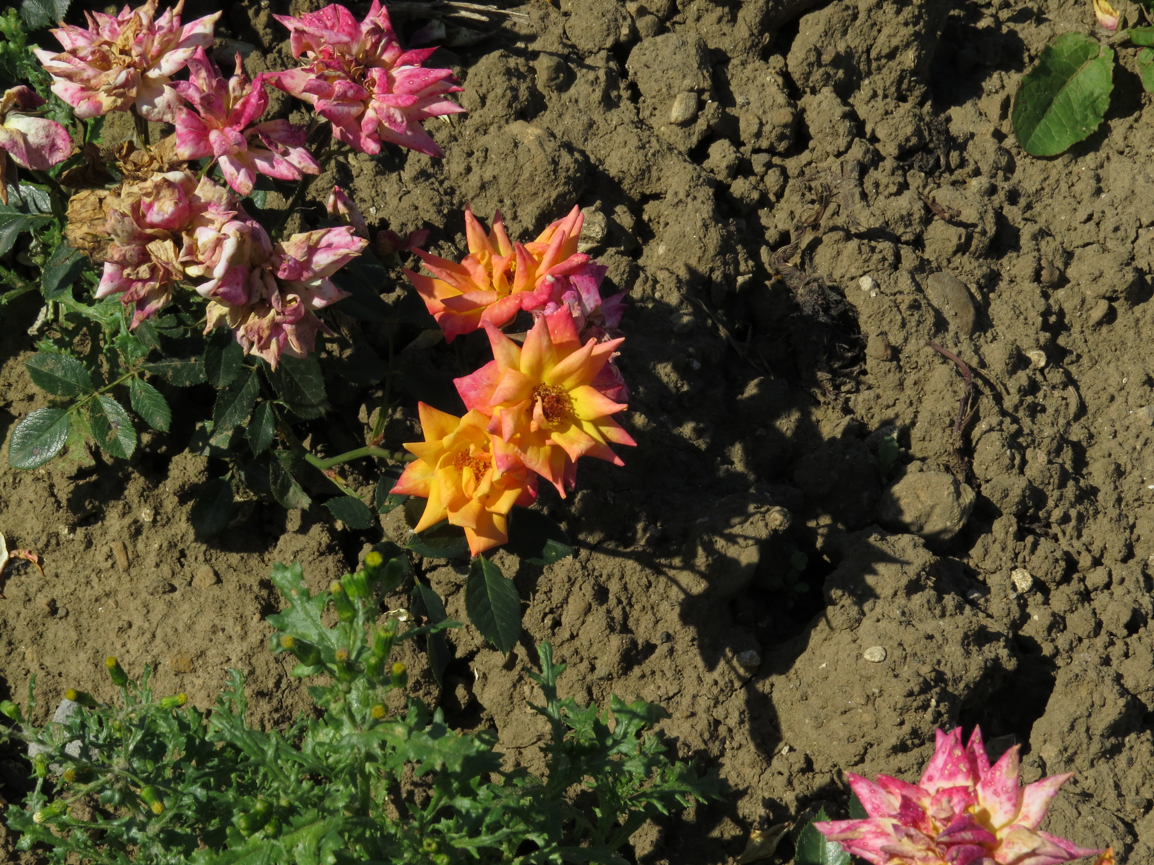 RosaambersunsetIMG7345