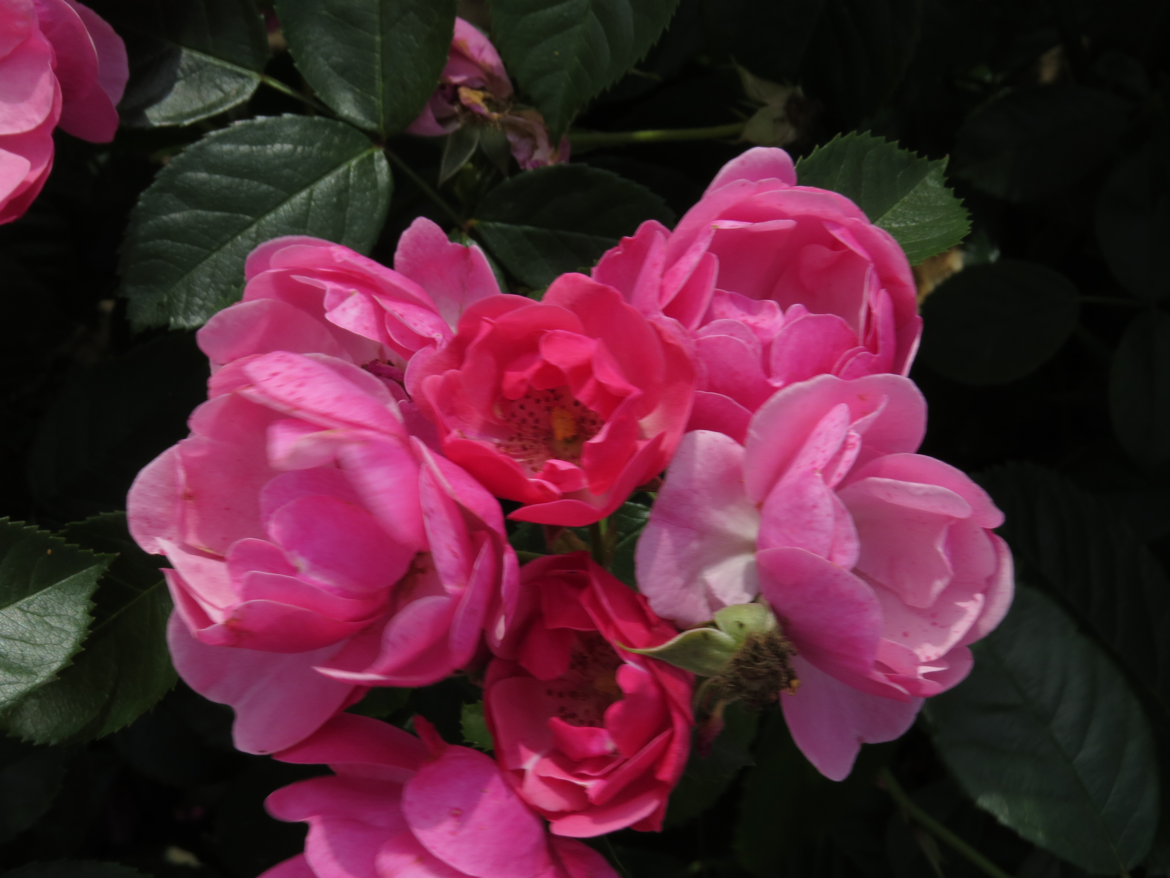 RosaangelaIMG9646