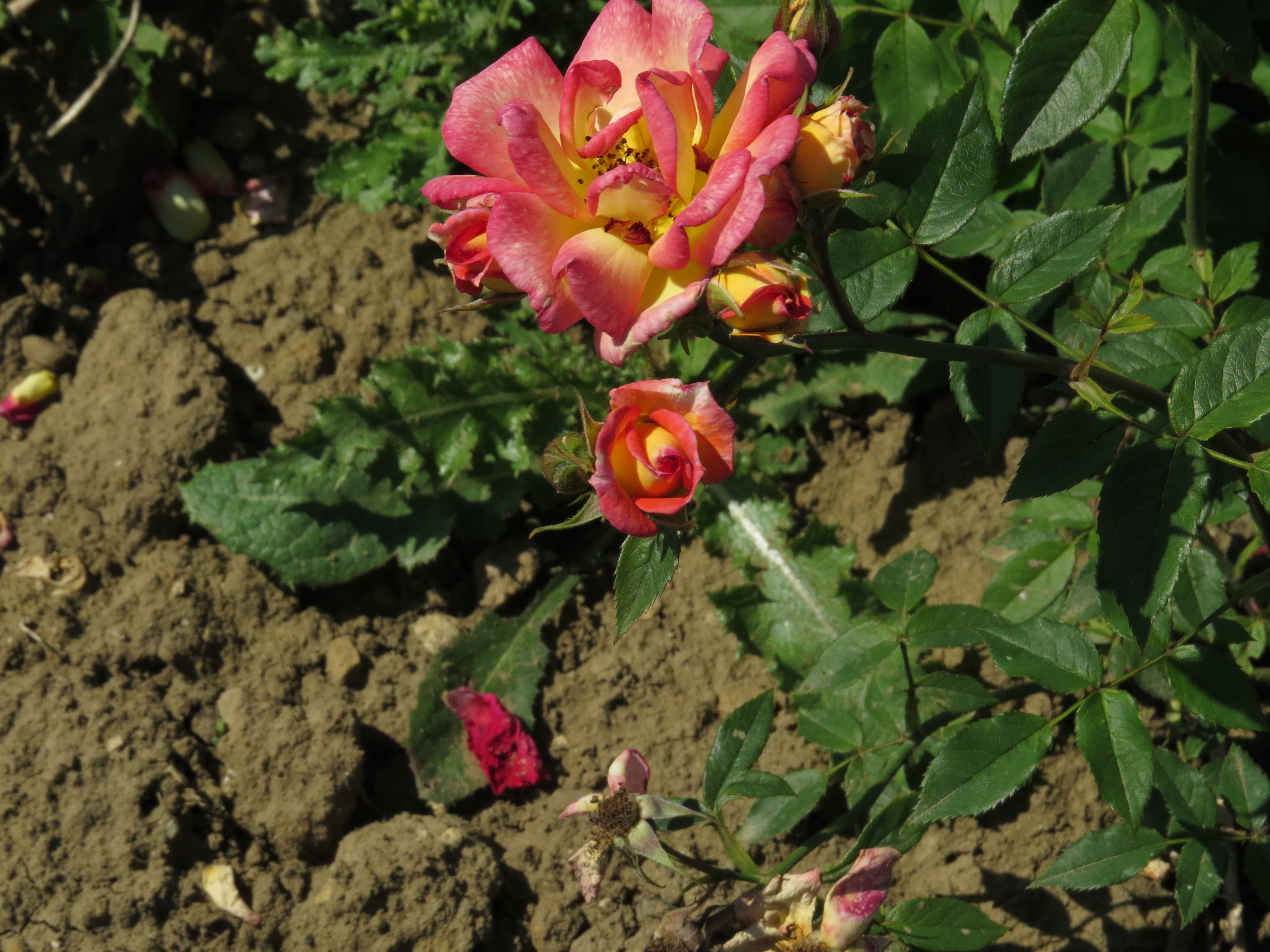 RosaarizonasunsetIMG7350
