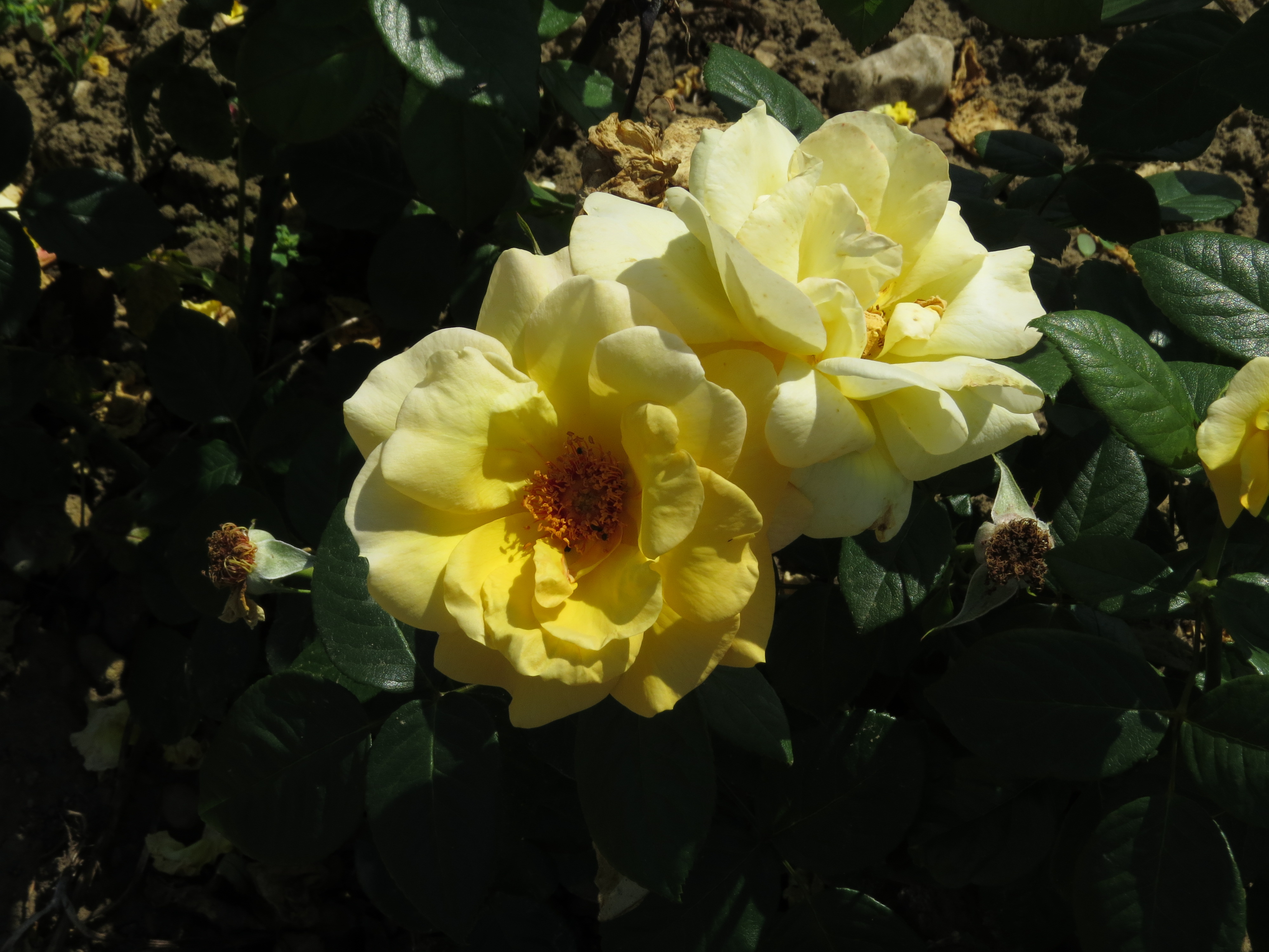 RosaarthurbellIMG8289