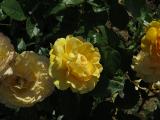 mIMG7965indexrosaabsolutelyfabulousrvrogergarnonswilliams