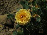 mIMG8156indexrosaamberqueenrvrogergarnonswilliams