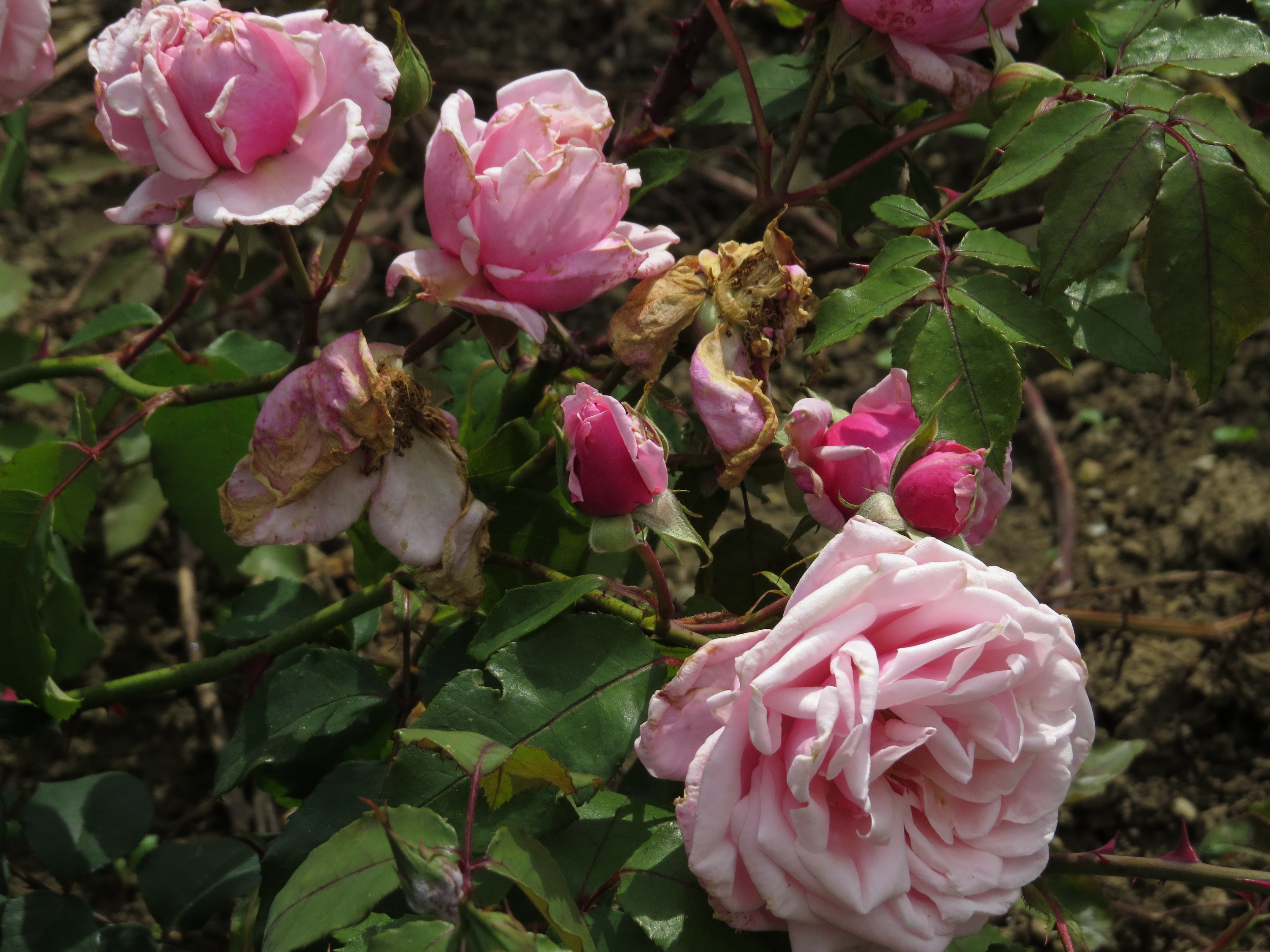 rosablossomtimeIMG5765