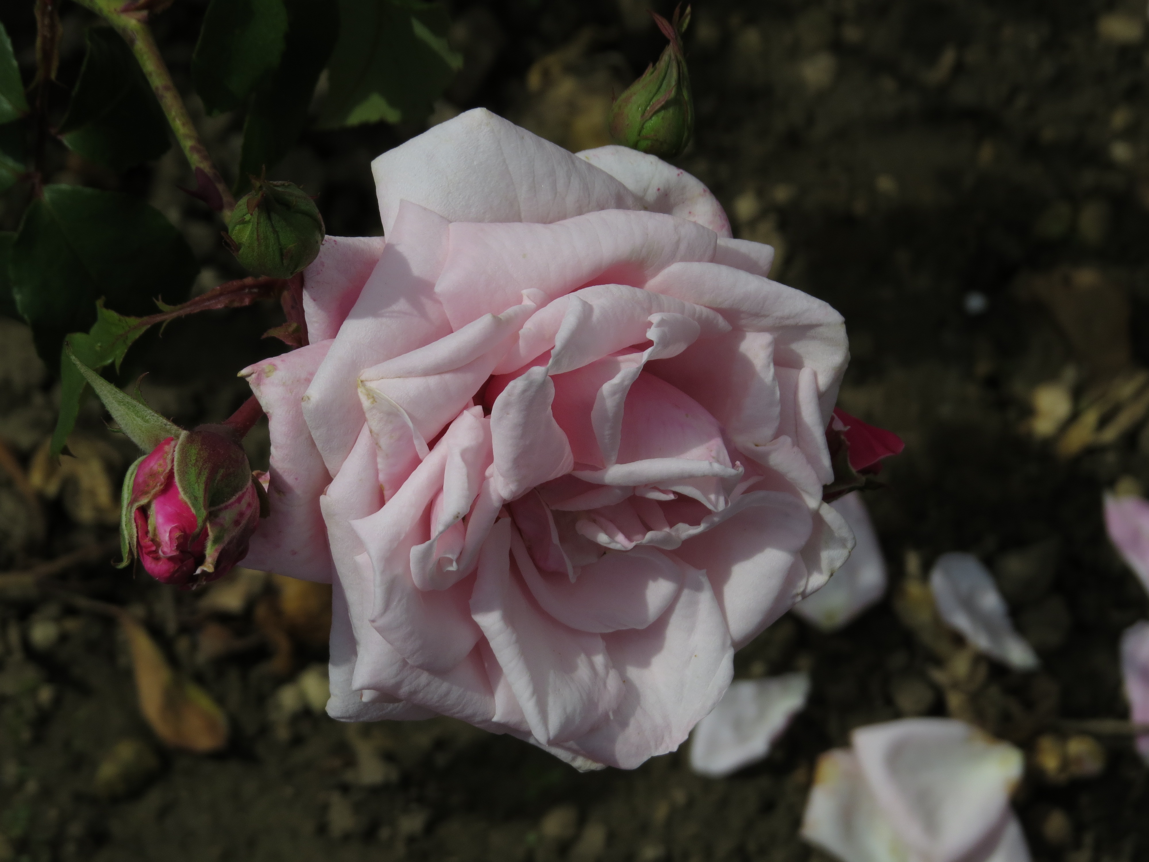 rosablossomtimeIMG5770