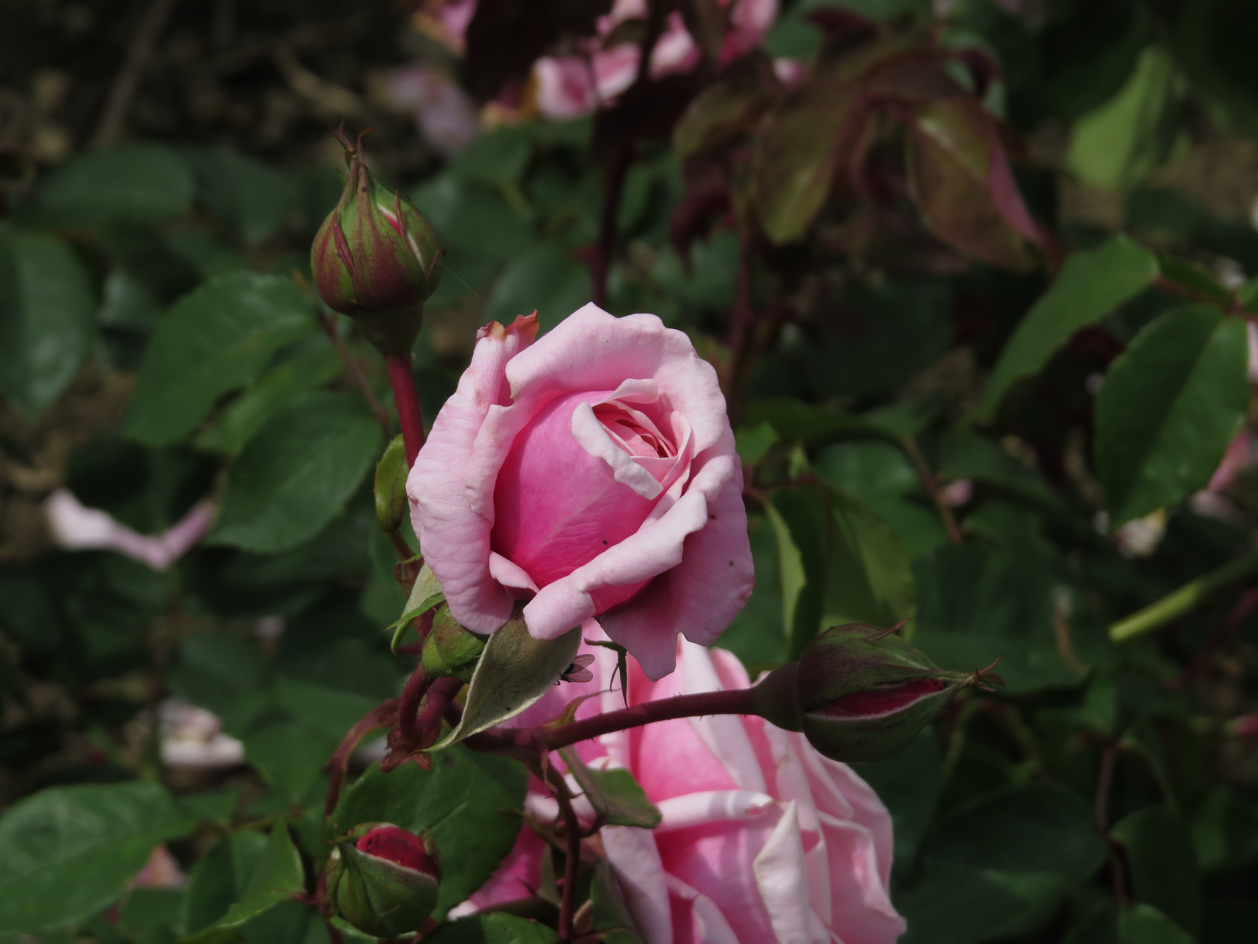 rosablossomtimeIMG5772
