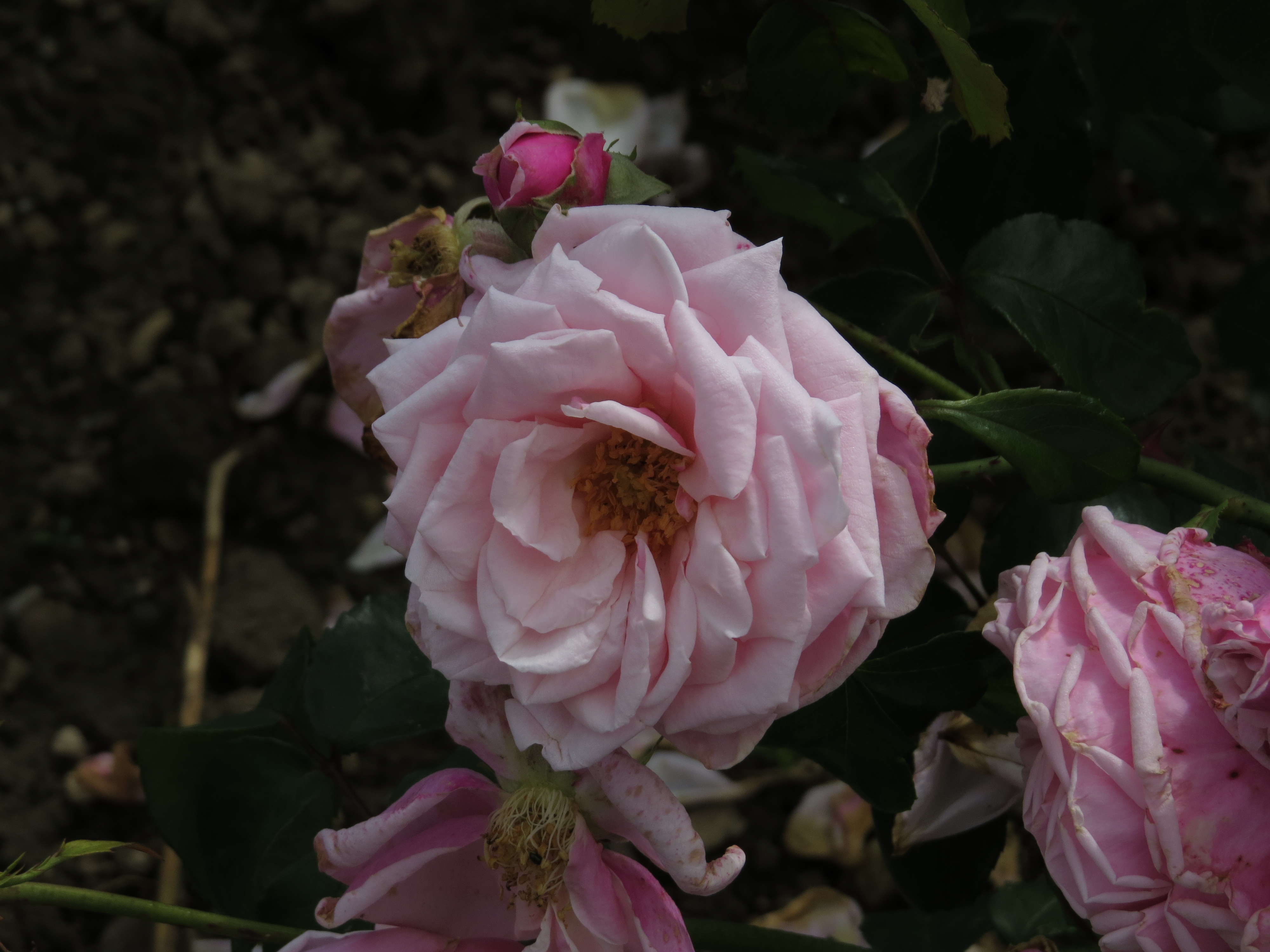 rosablossomtimeIMG5773