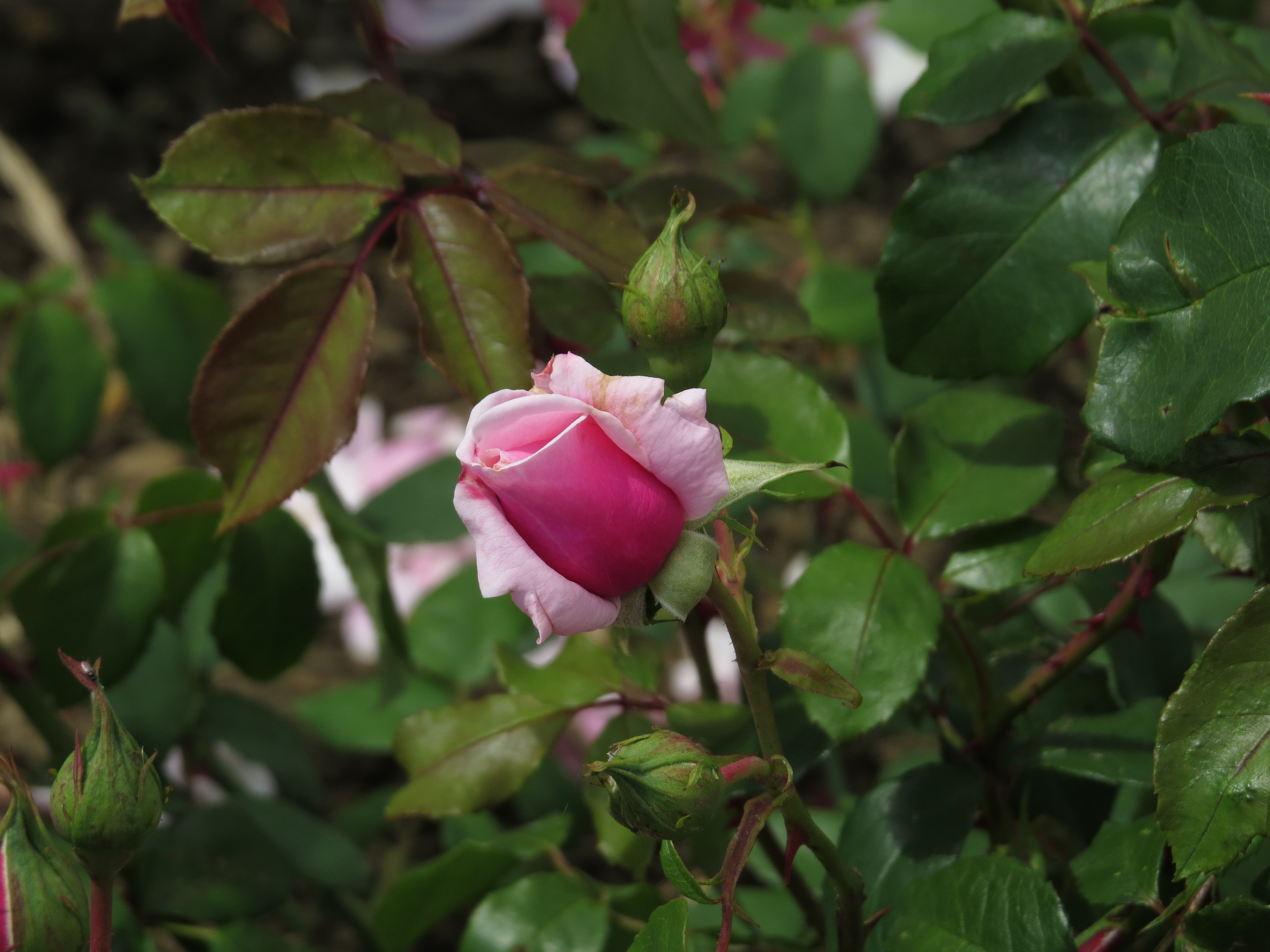 rosablossomtimeIMG5774