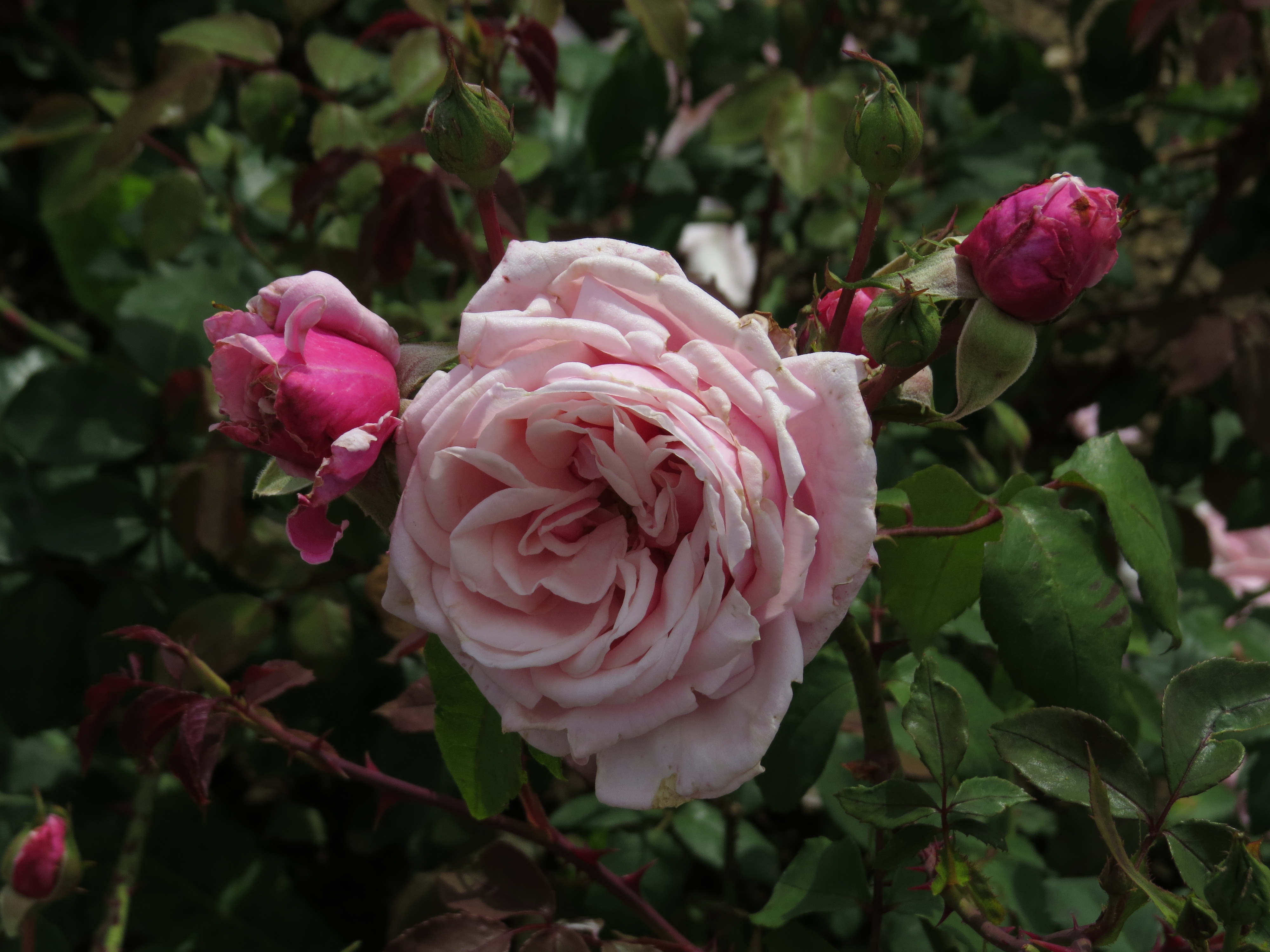 rosablossomtimeIMG5775