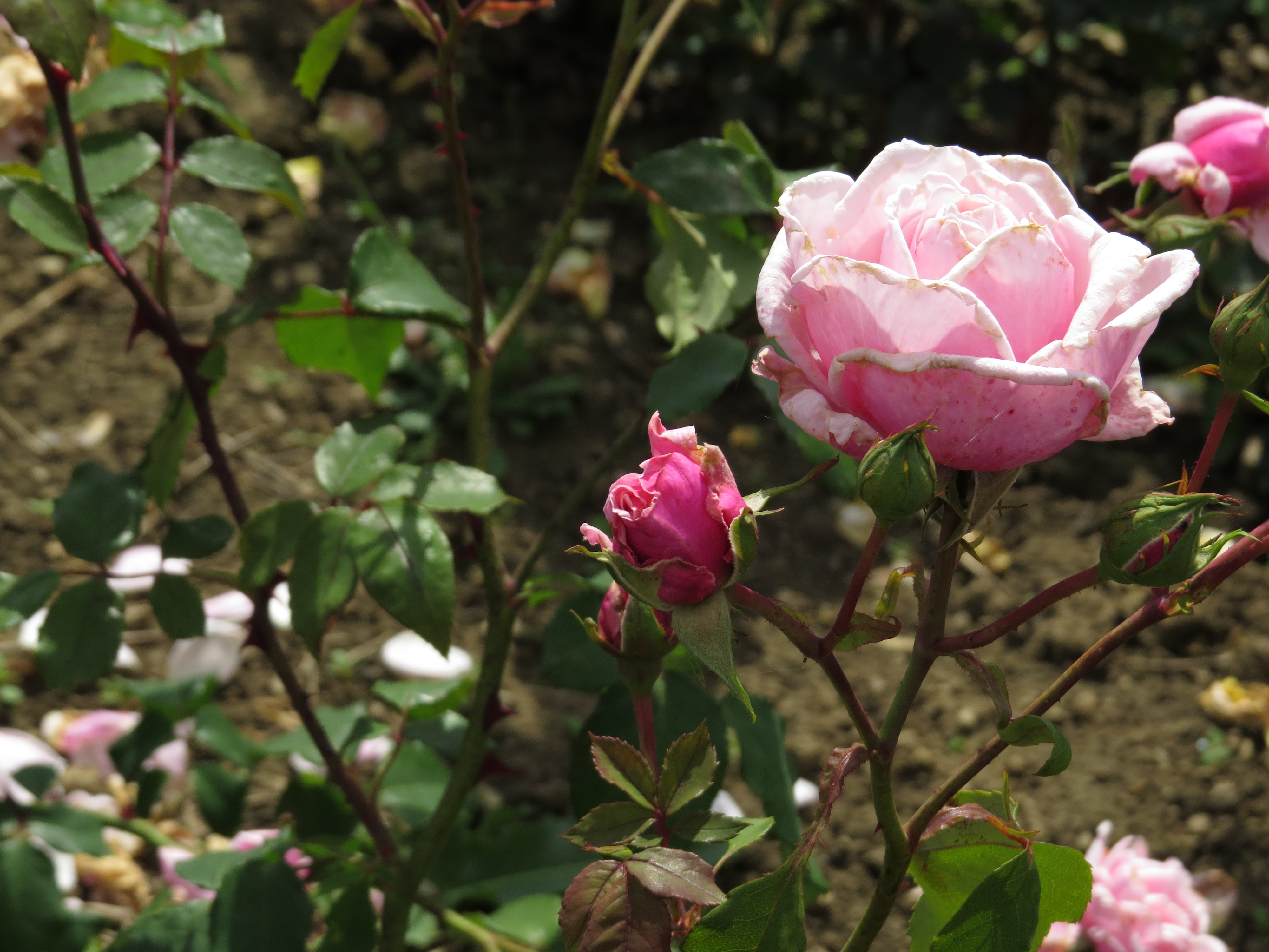 rosablossomtimeIMG5776