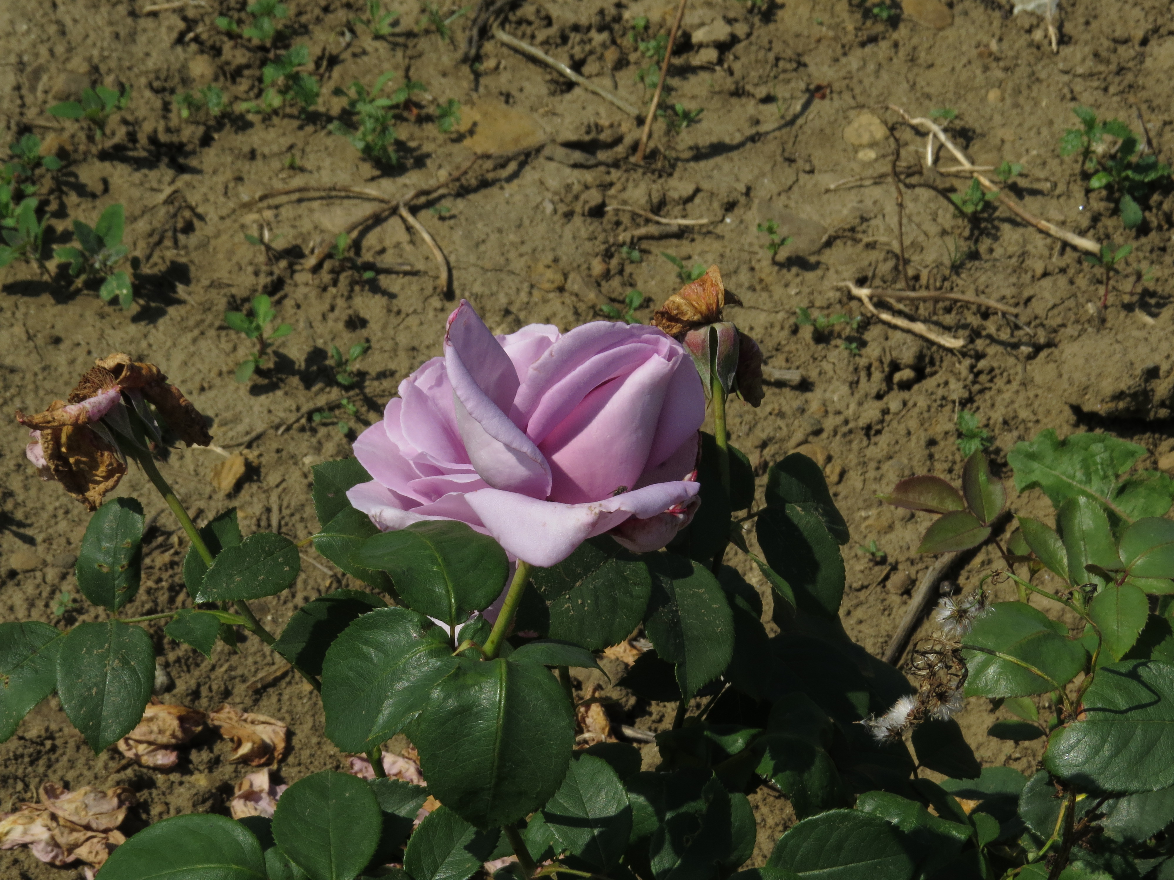 RosabluemoonIMG9245