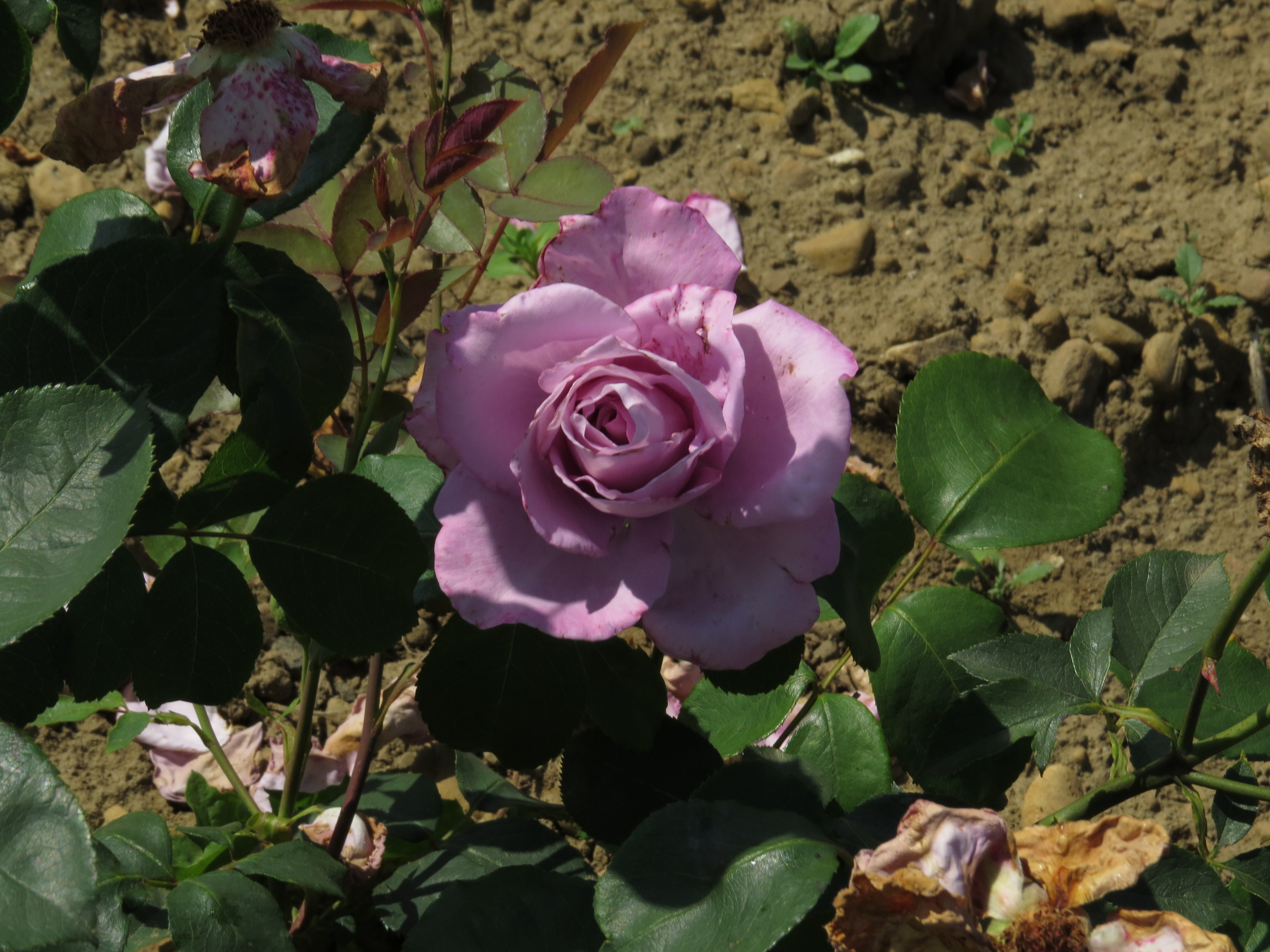 RosabluemoonIMG9261