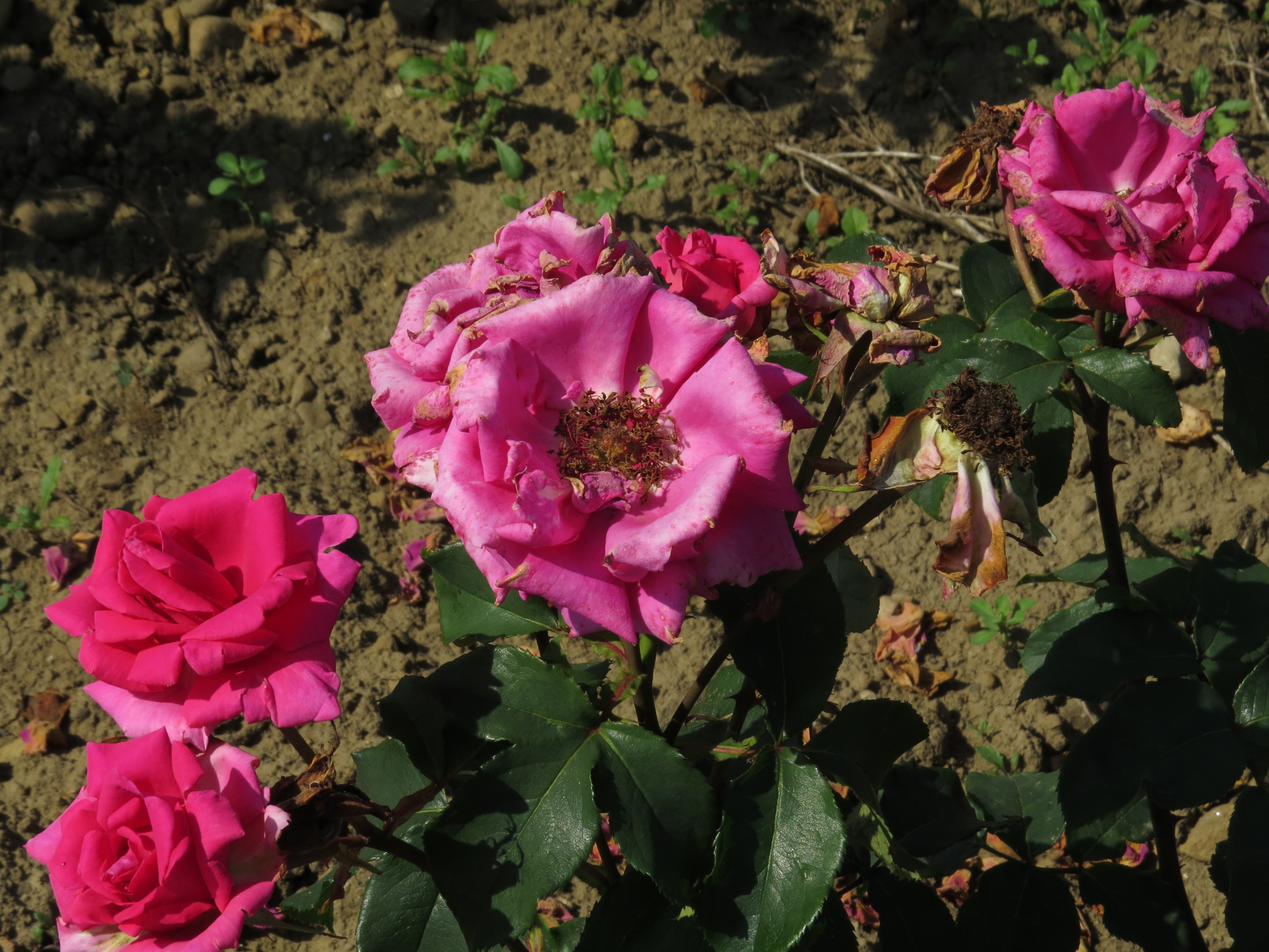 RosacanadiannorthlightIMG9187