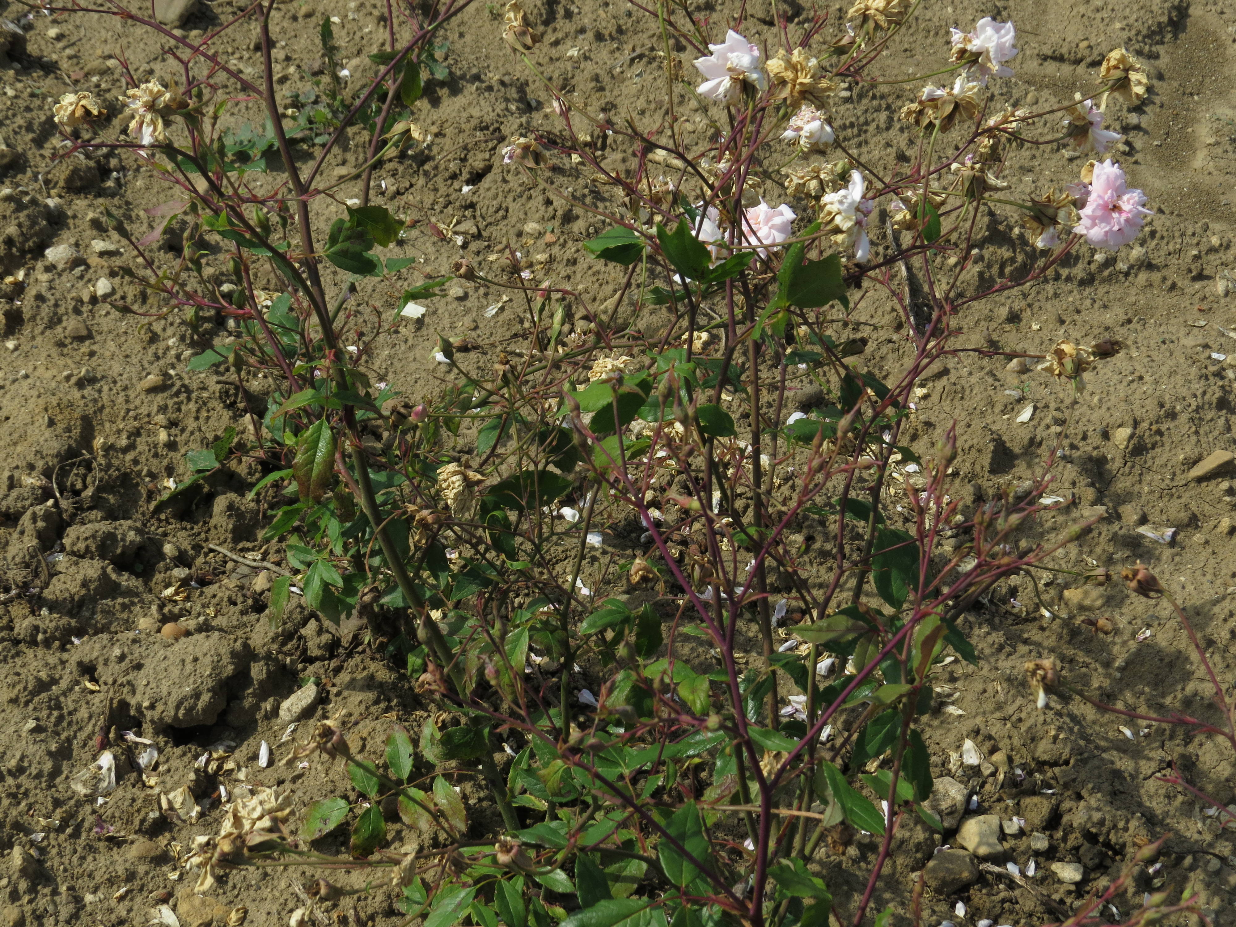 RosacecilebrunnerIMG6206