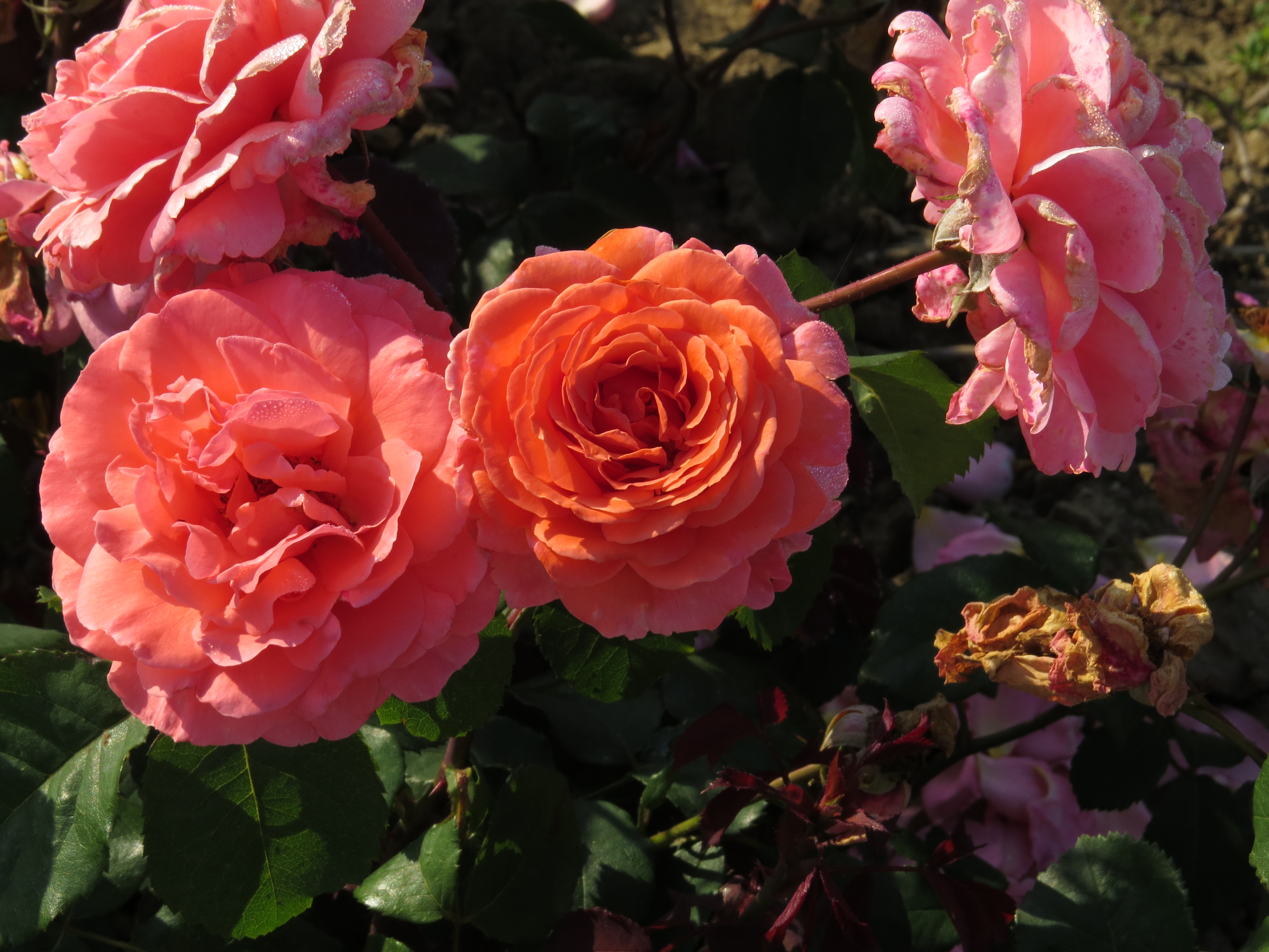 RosaclairbearIMG8739