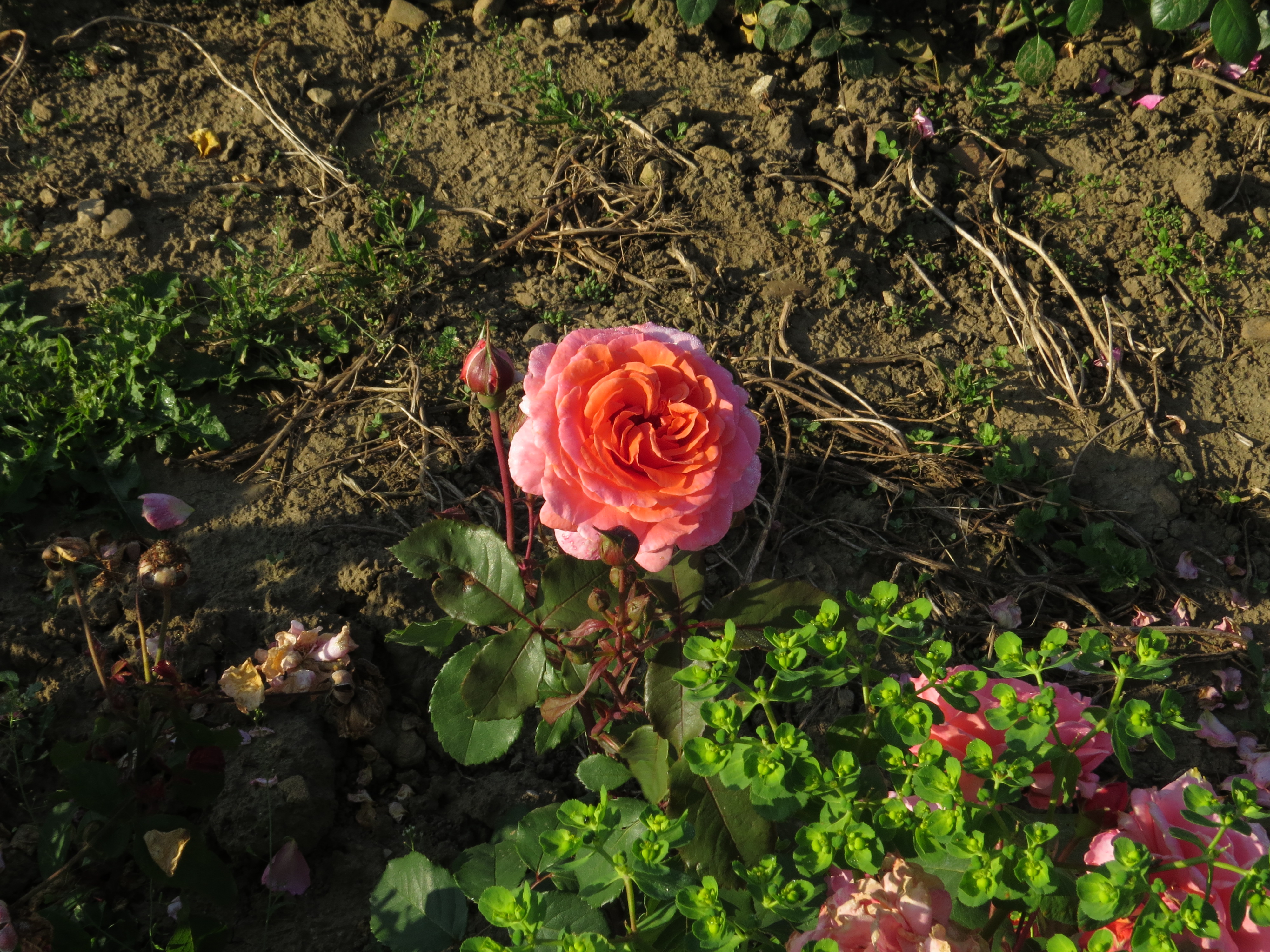 RosaclairbearIMG8741