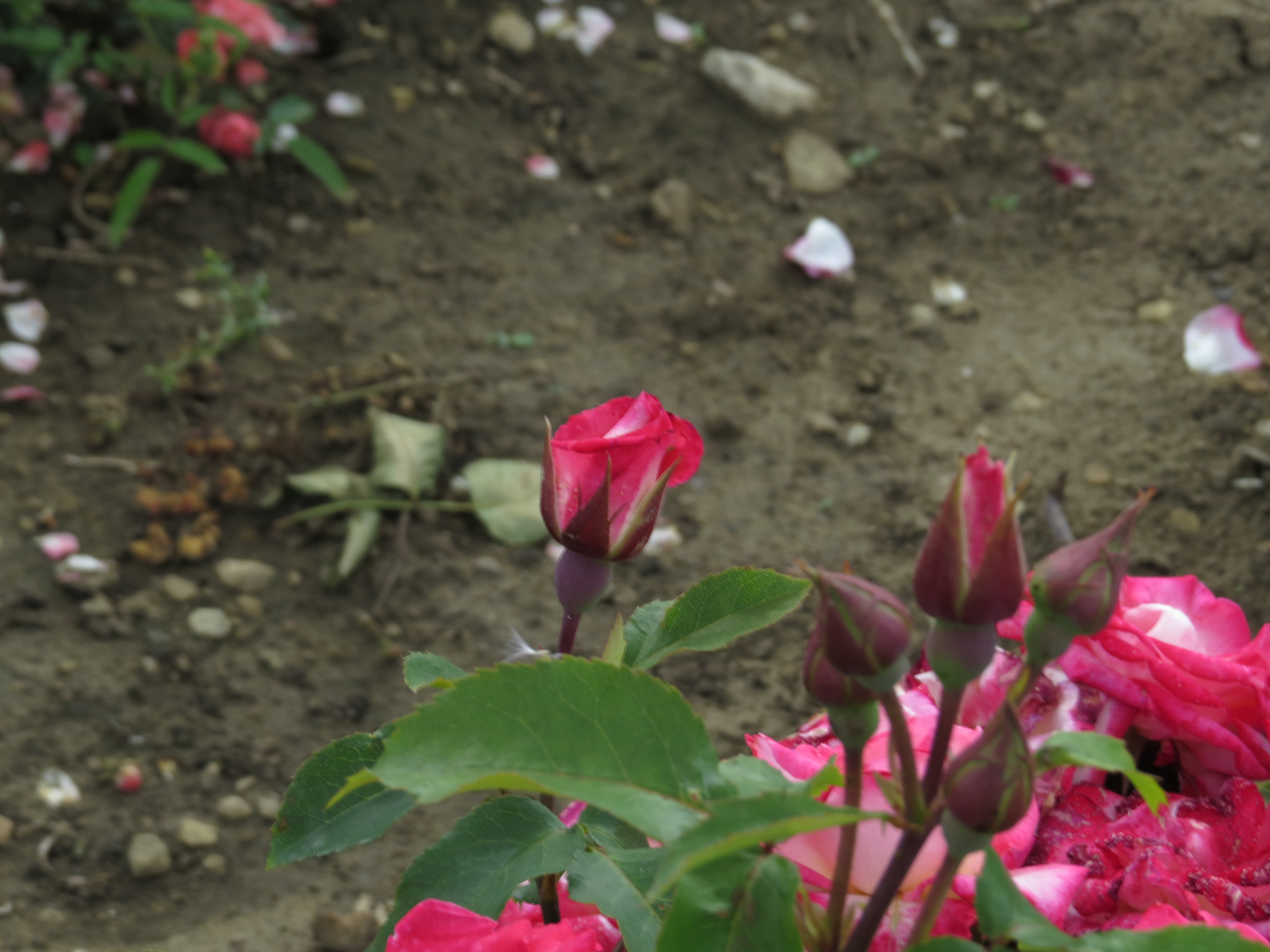 rosacharismaticIMG5325