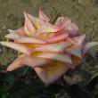 x11rosalincolnshirepoacherflot96a1