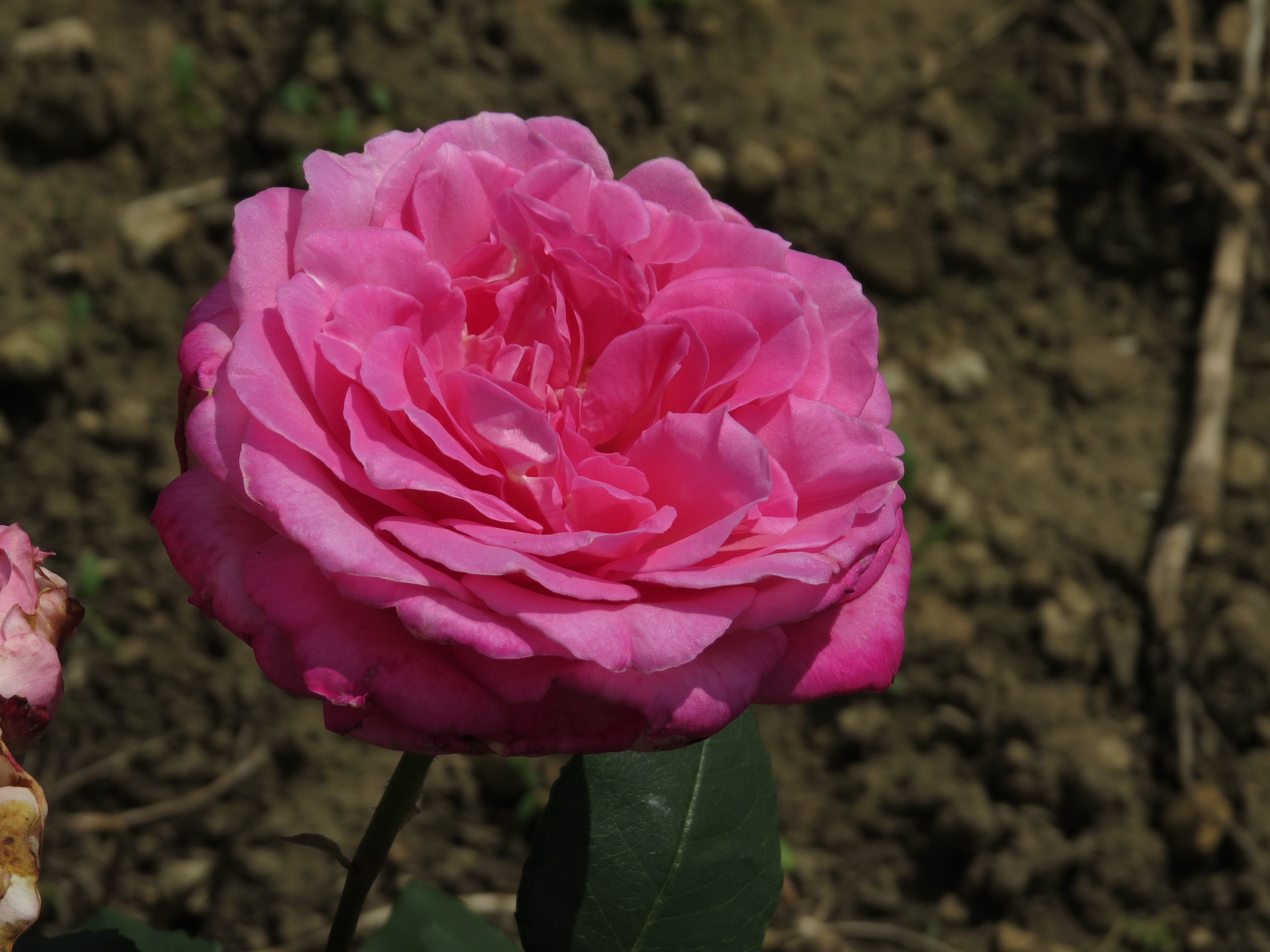 RosacolumbianIMG5950