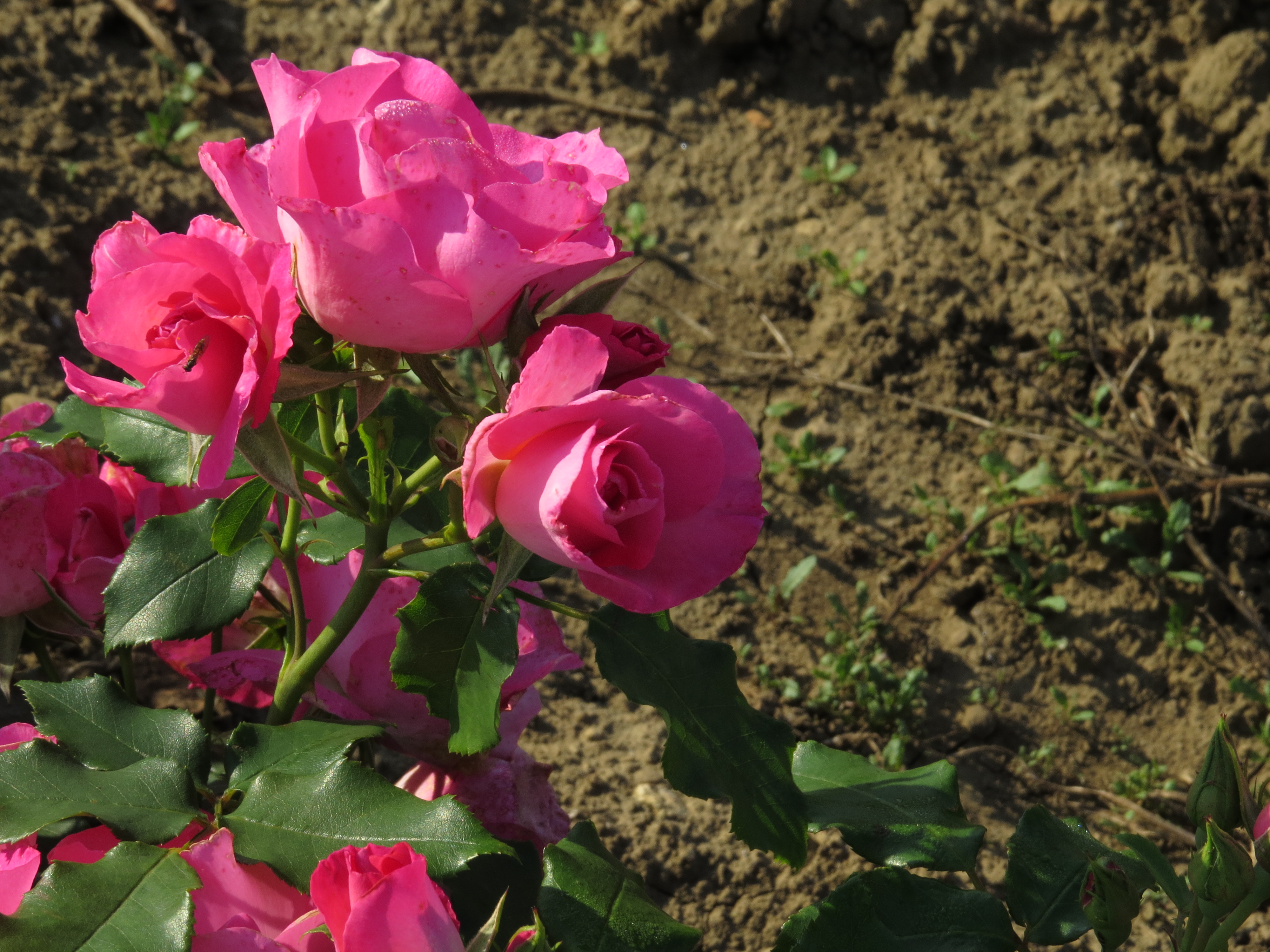 RosadancingpinkIMG8852