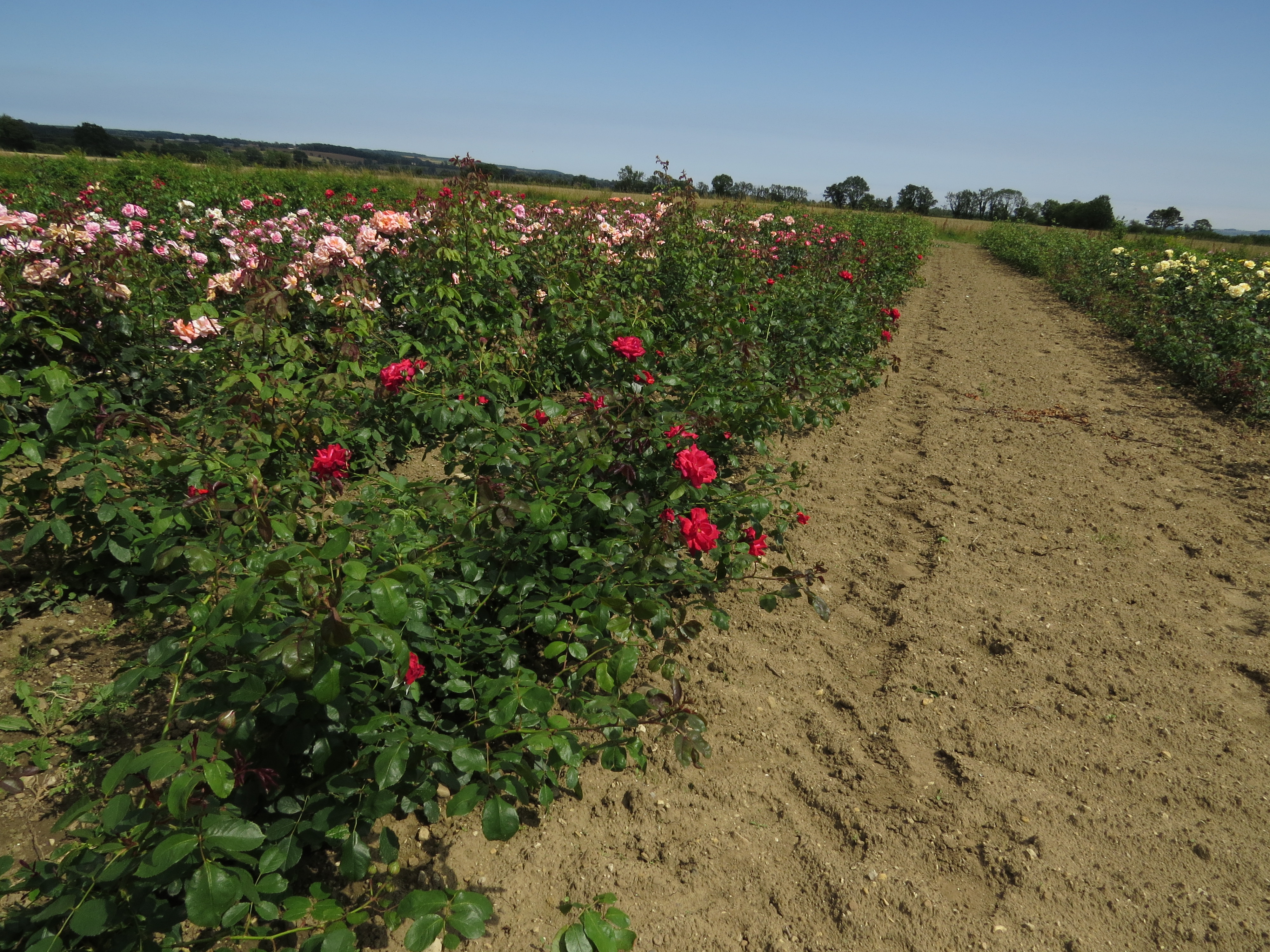 RosadansedefeuIMG6059