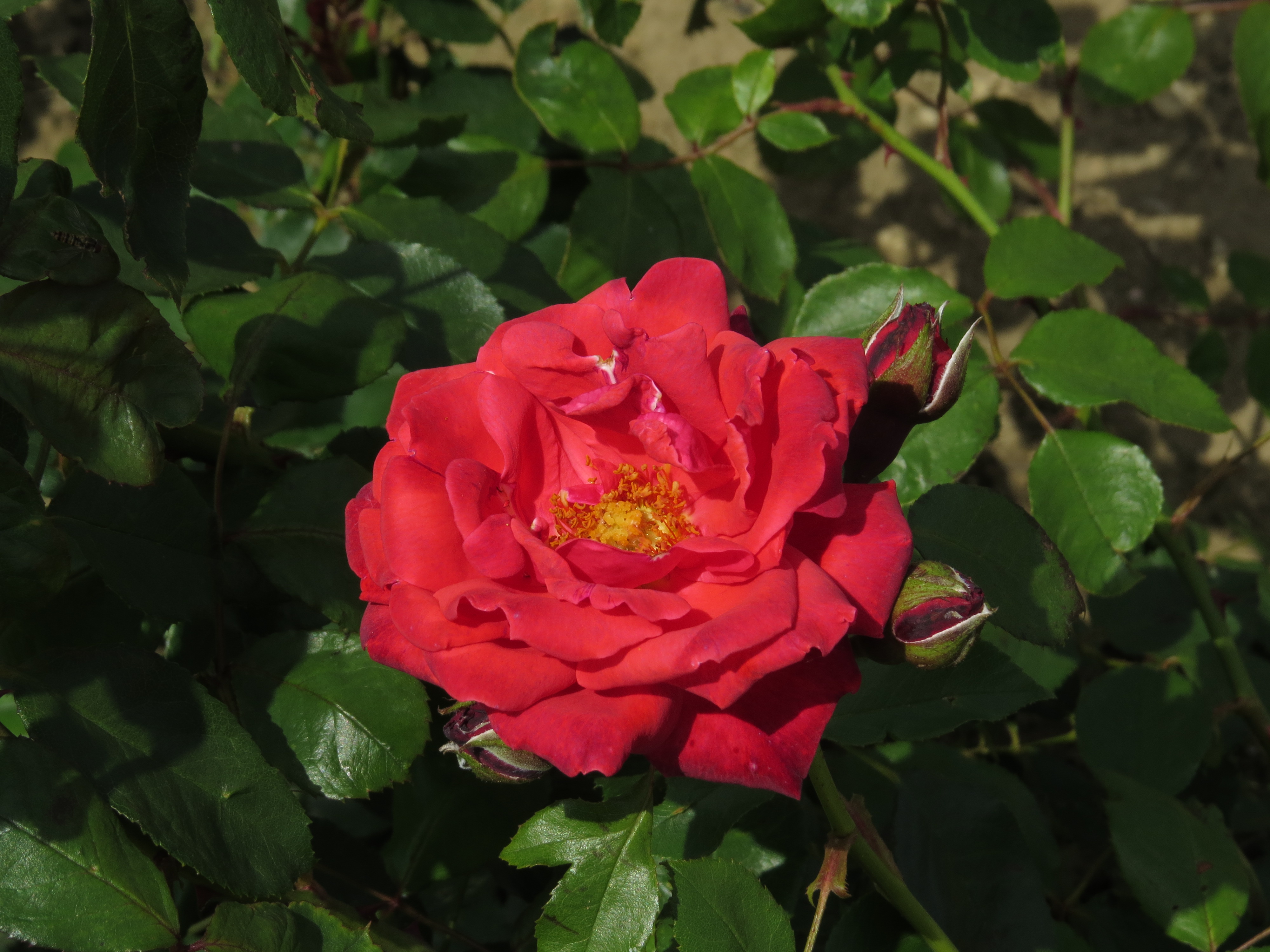 RosadansedefeuIMG6065