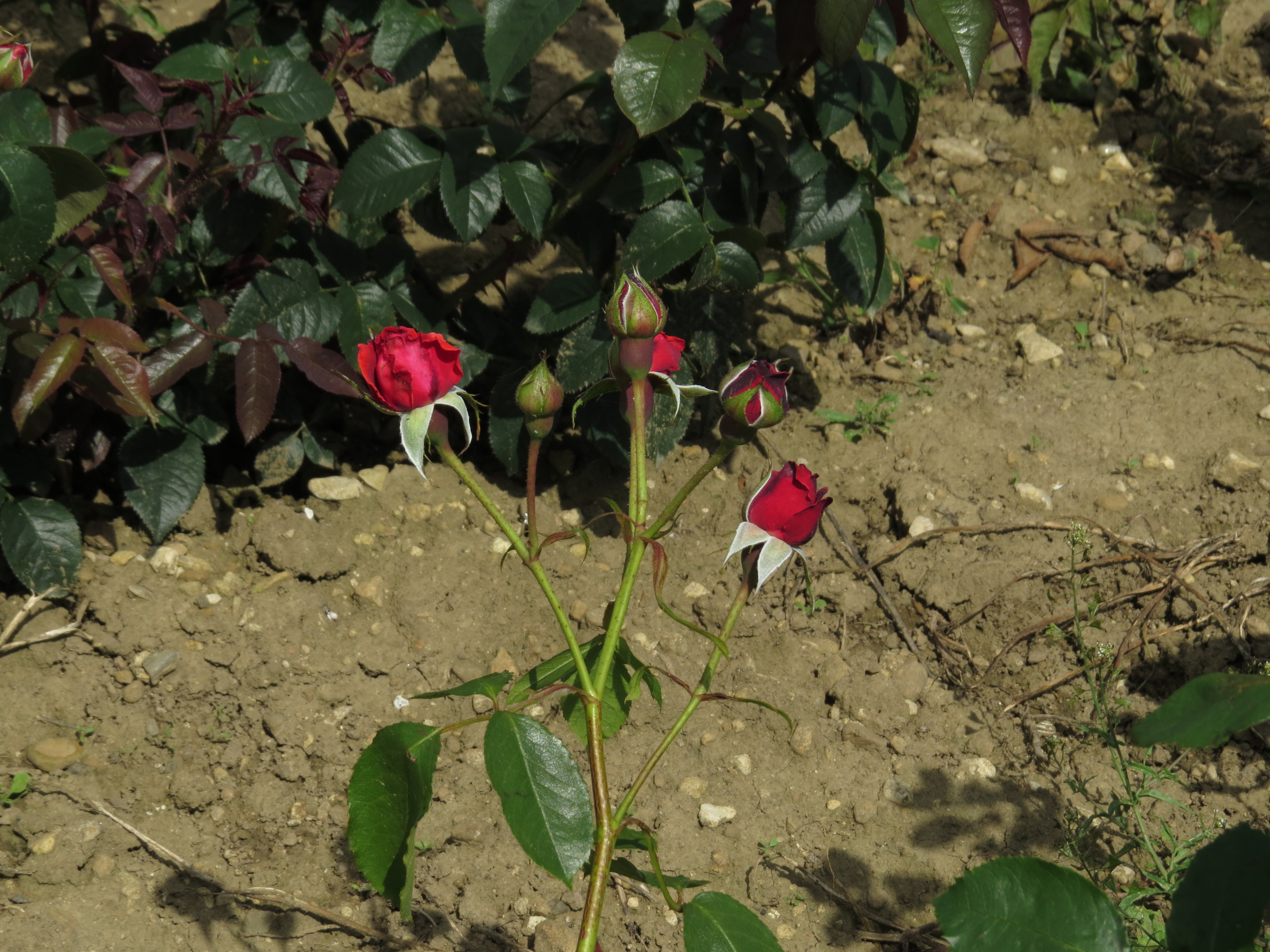 RosadansedefeuIMG6066